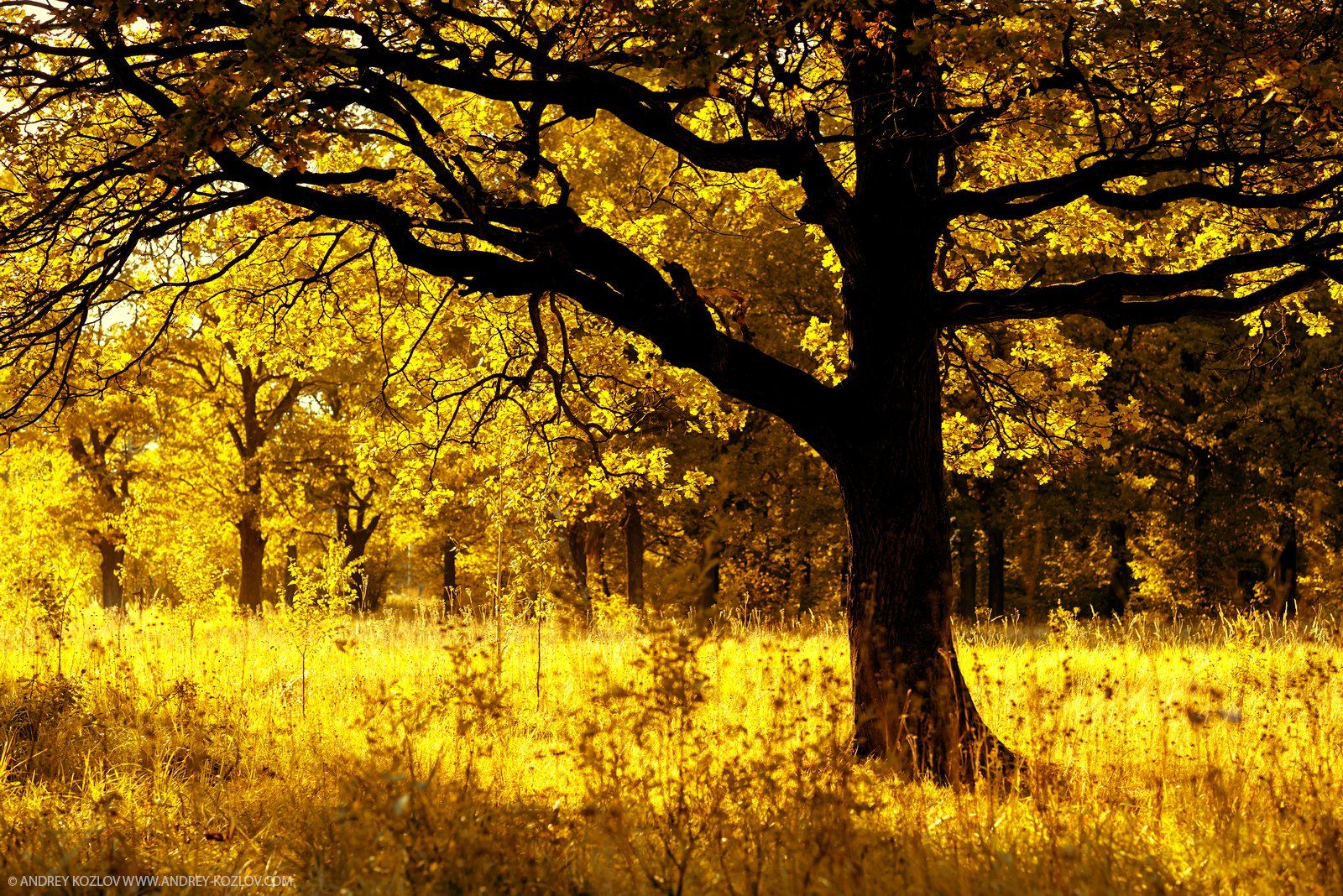 Fall, Foliage, Forest, Landscape, Nature, Oaks, Tree, Yellow, Андрей Козлов