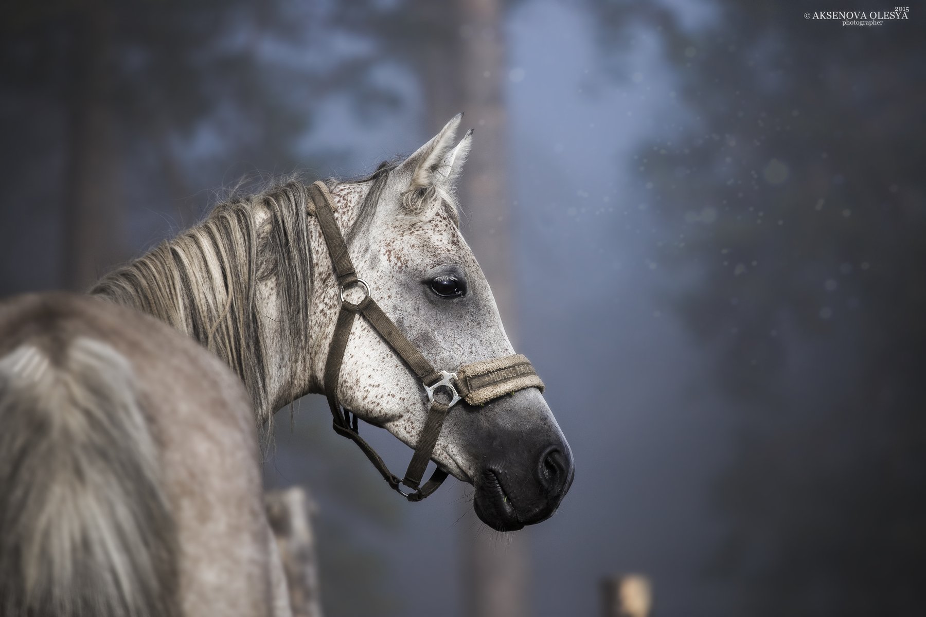 лошадь, портрет, утро, туман, лошади, арабская порода, Аксёнова Олеся
