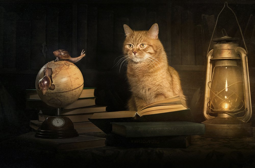 рыжий, кот, улитки, библиотека, книги, глобус, Ярунин Олег
