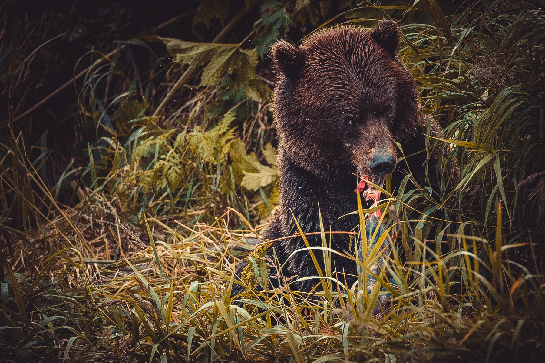 медведь, камчатка, дикая природа, курильское озеро, Igor Ivanko