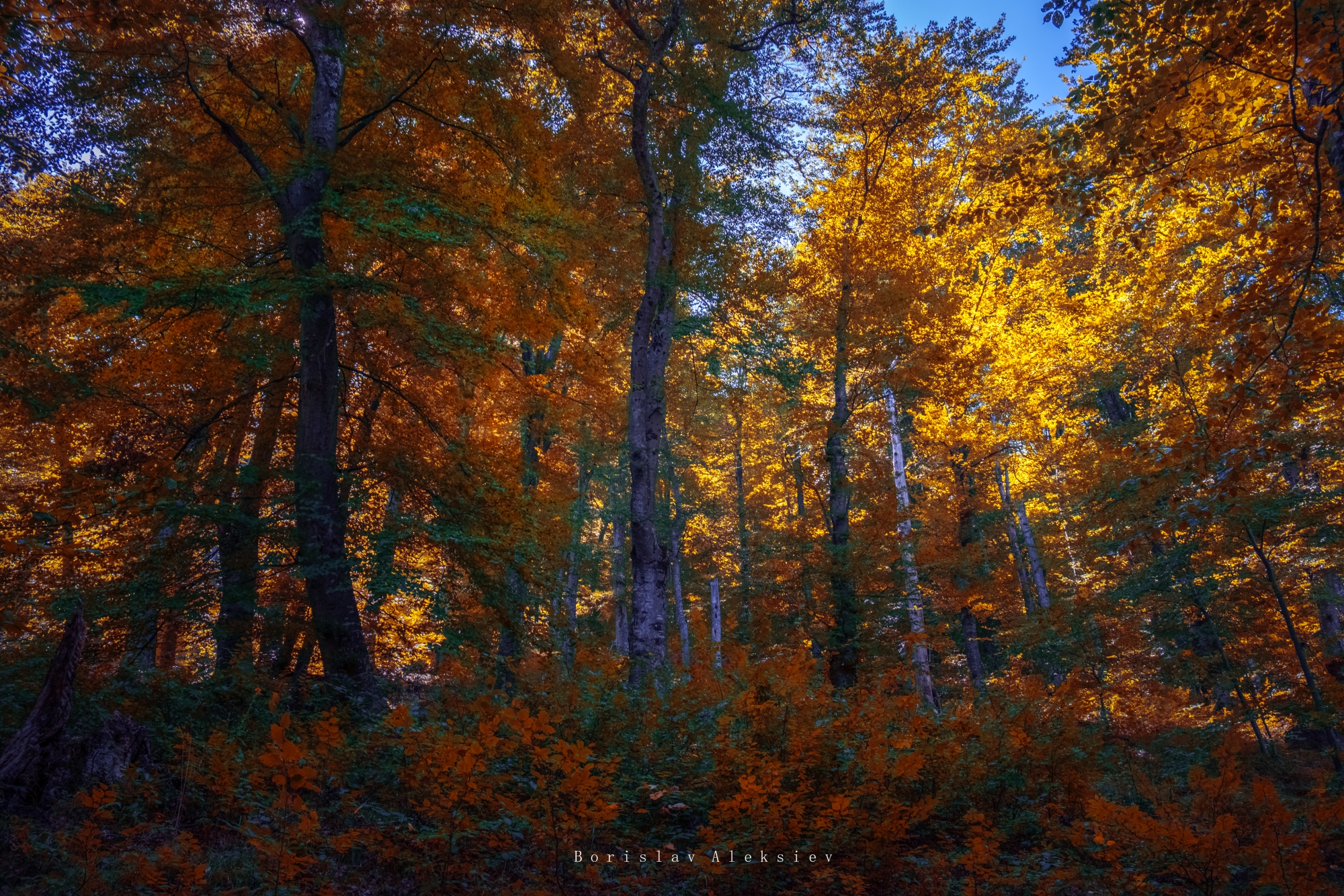 forest,travel,bulgaria,autumn,light,dark,tree,relax,plant,soul,, Борислав Алексиев