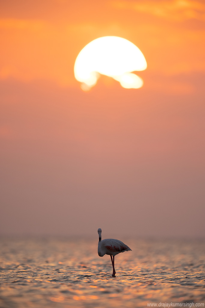 Greater flamingos sunrise, Dr Ajay Kumar Singh