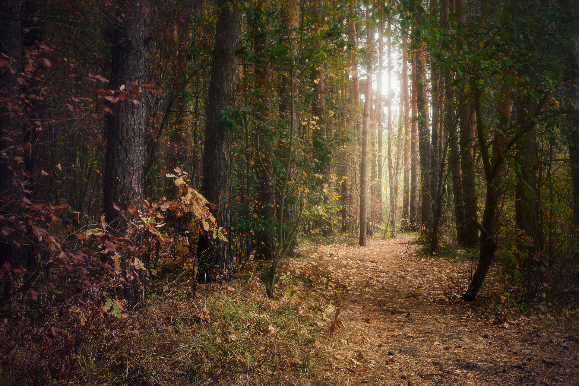 лес, деревья, осень, листья, пейзаж, Валерий Вождаев