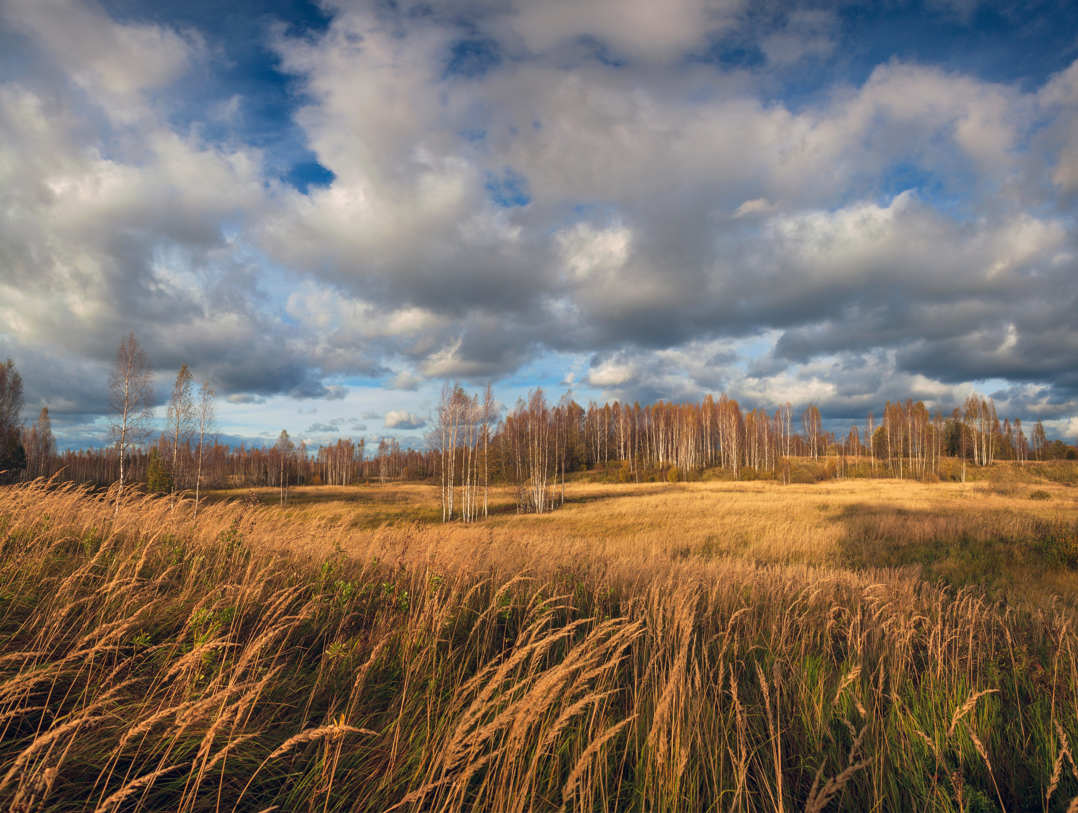 осень, облака, лес, Александр Свистков