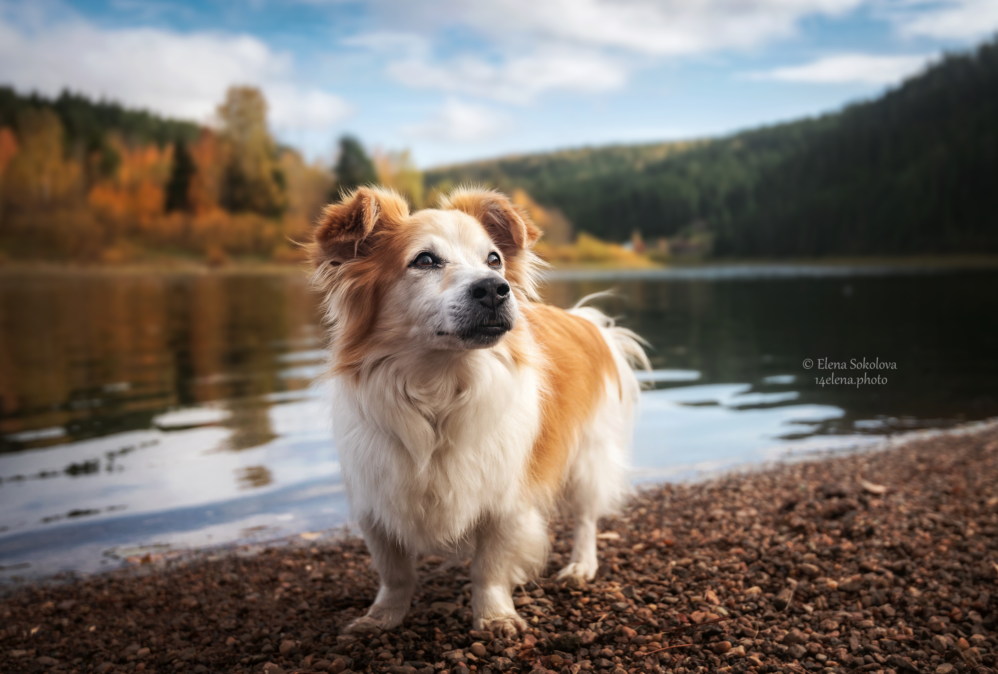 собака, река, осень, природа, Соколова Елена