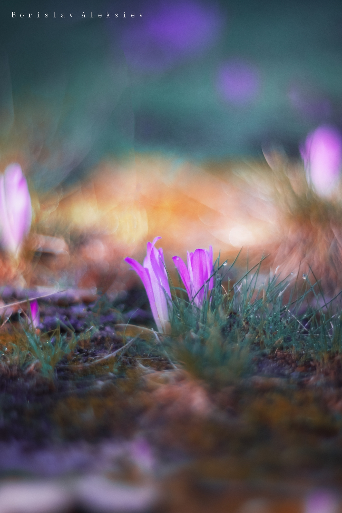 flowers,pink,blue,orange,purple,light,bokeh,nature,, Борислав Алексиев