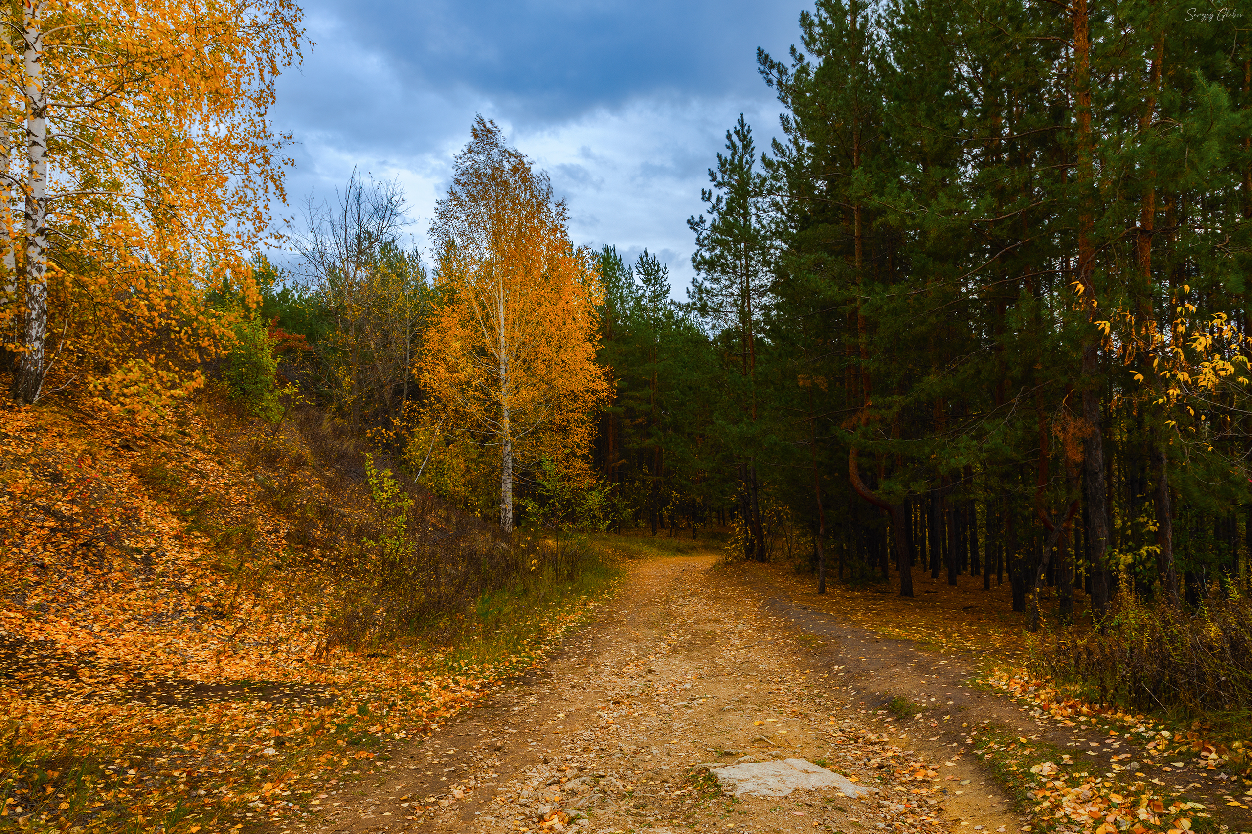 осень, лес, тропа, желтая листва, Сергей Глебов