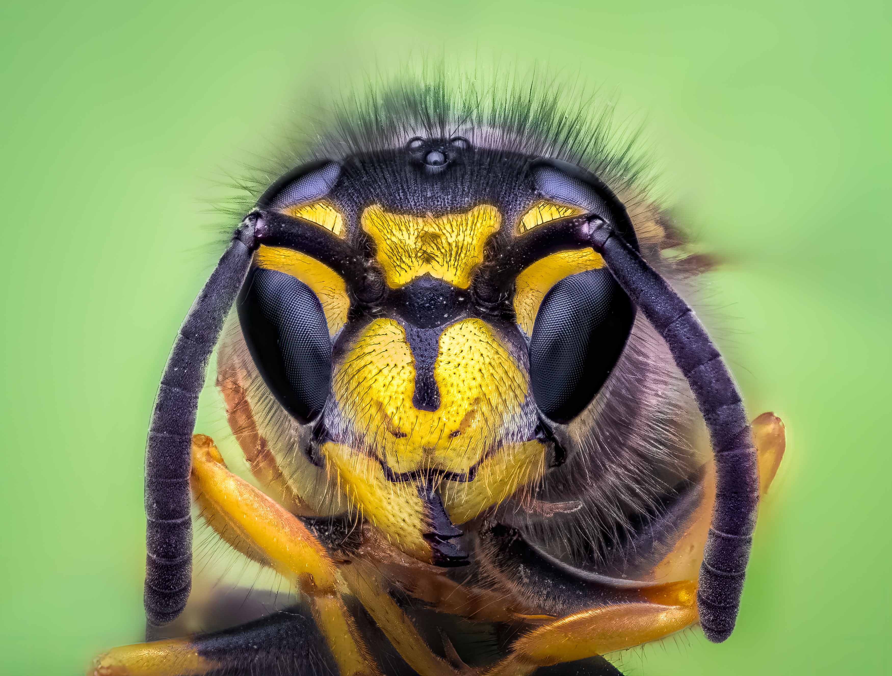 bee, hornet, wasp, yellow jacket, macro, insect, closeup, bug, macro,, Atul Saluja