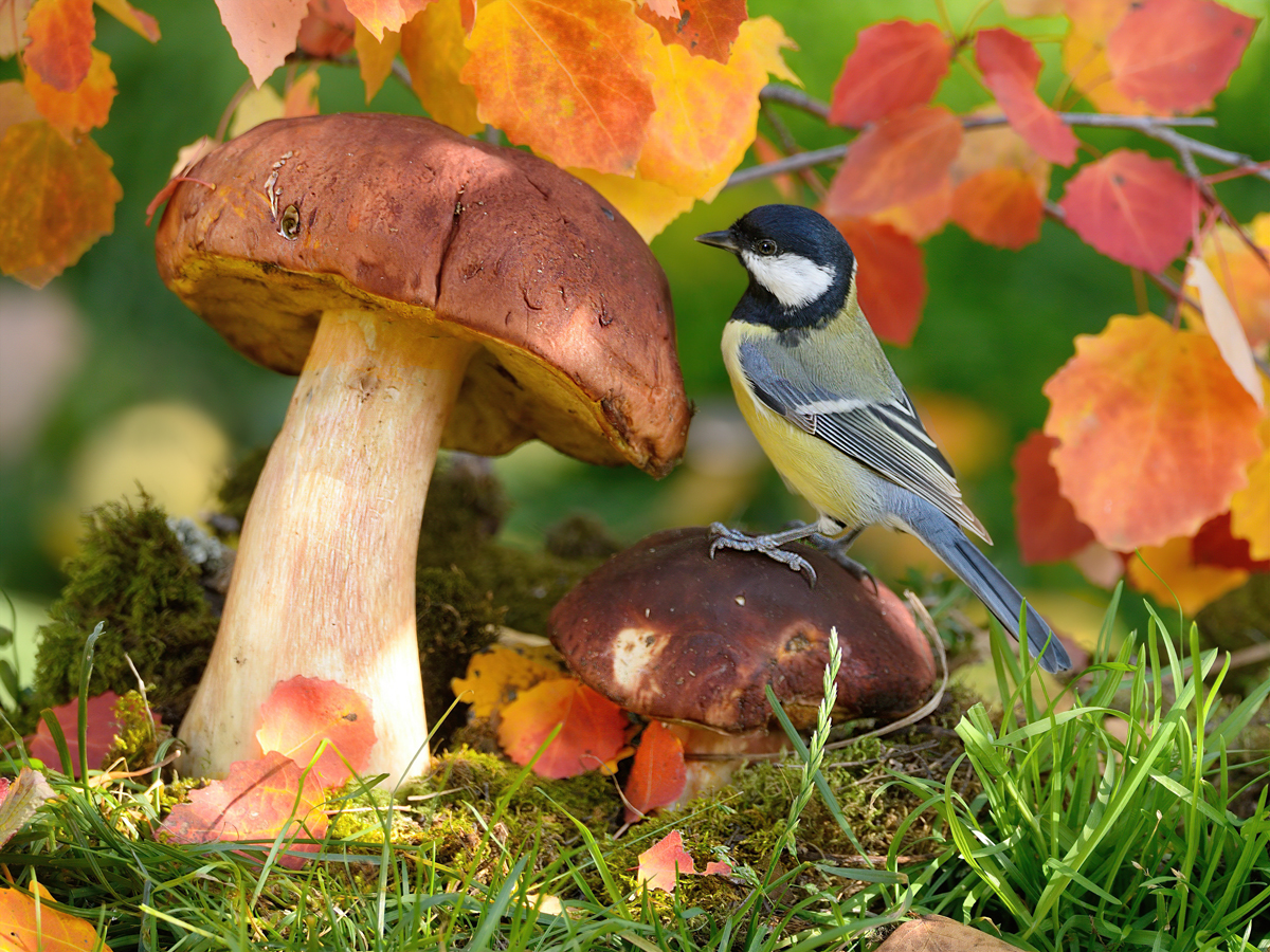 природа, фотоохота, большая синица, птицы, животные, грибы, осень, vladilenoff