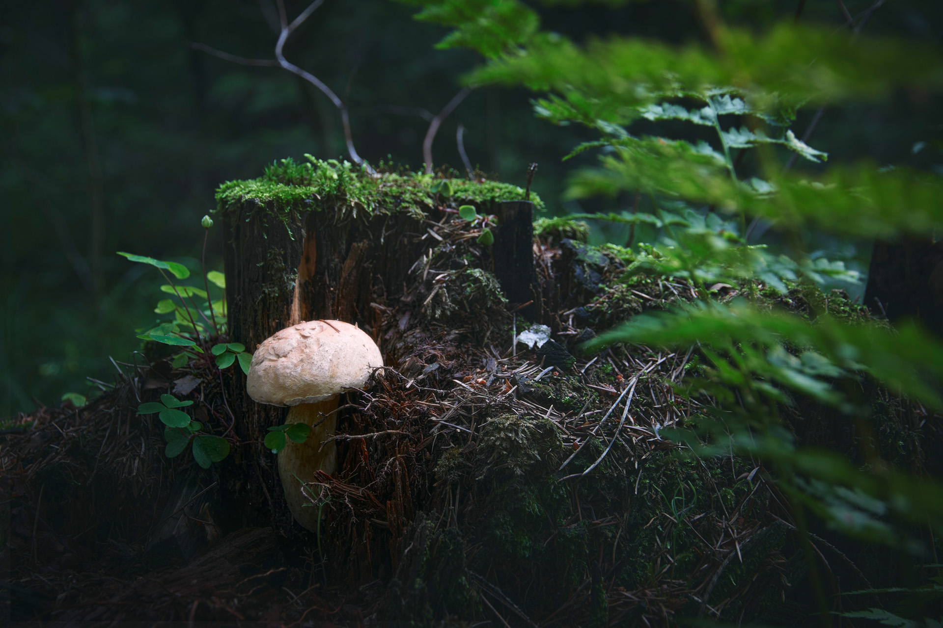 лес, гриб, листва, Валерий Вождаев