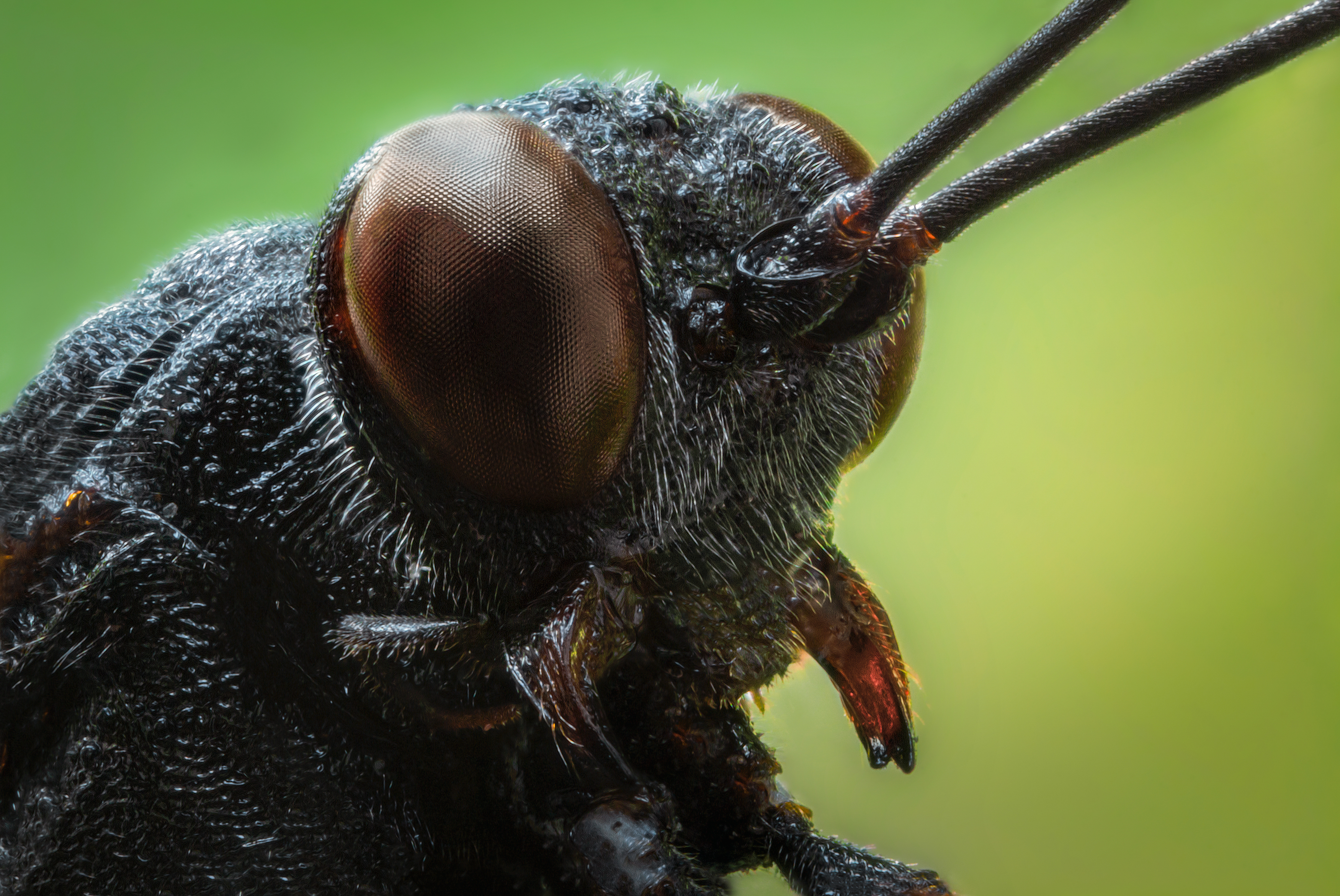 оса чёрная портрет насекомое фауна природа глаза цвет макро фотография, Еремеев Дмитрий