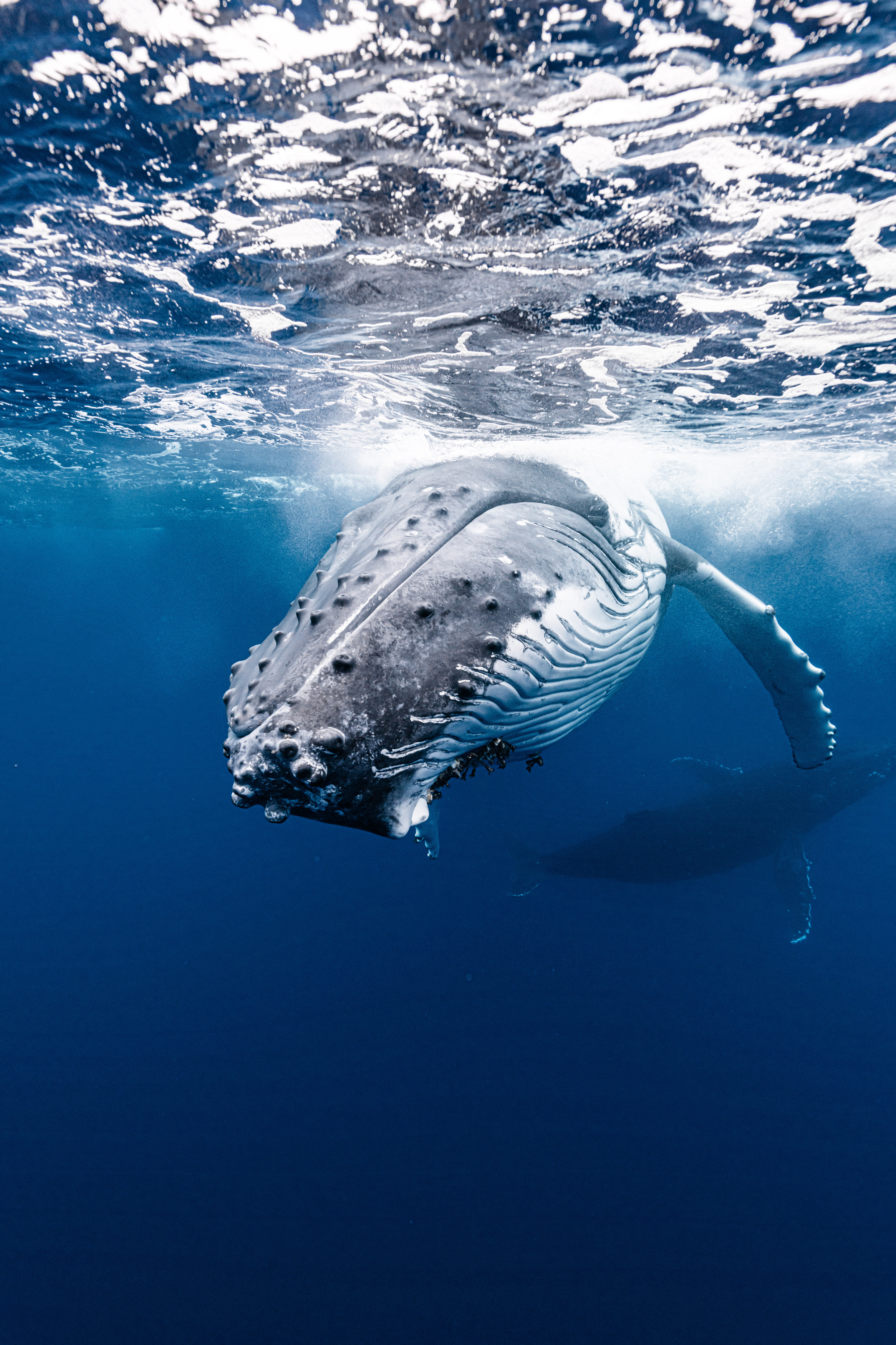 tonga,vavau,humpback,whale,wildlife,underwater,vava\'u, KURASHIMA DAISUKE