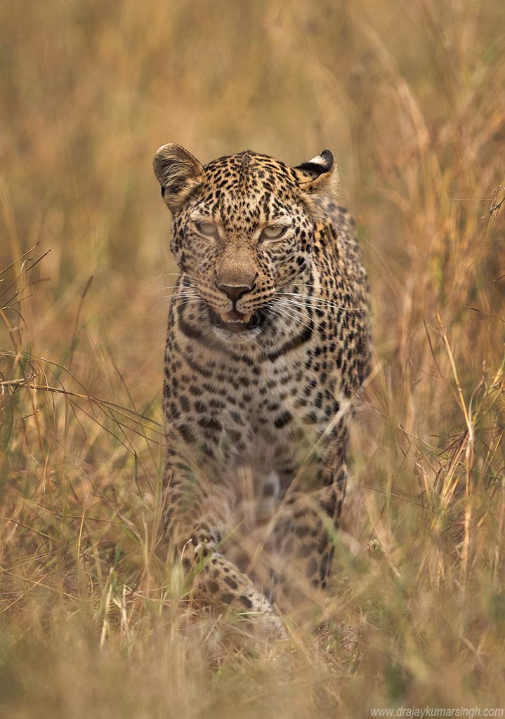 Leopard at Masai Mara, Dr Ajay Kumar Singh