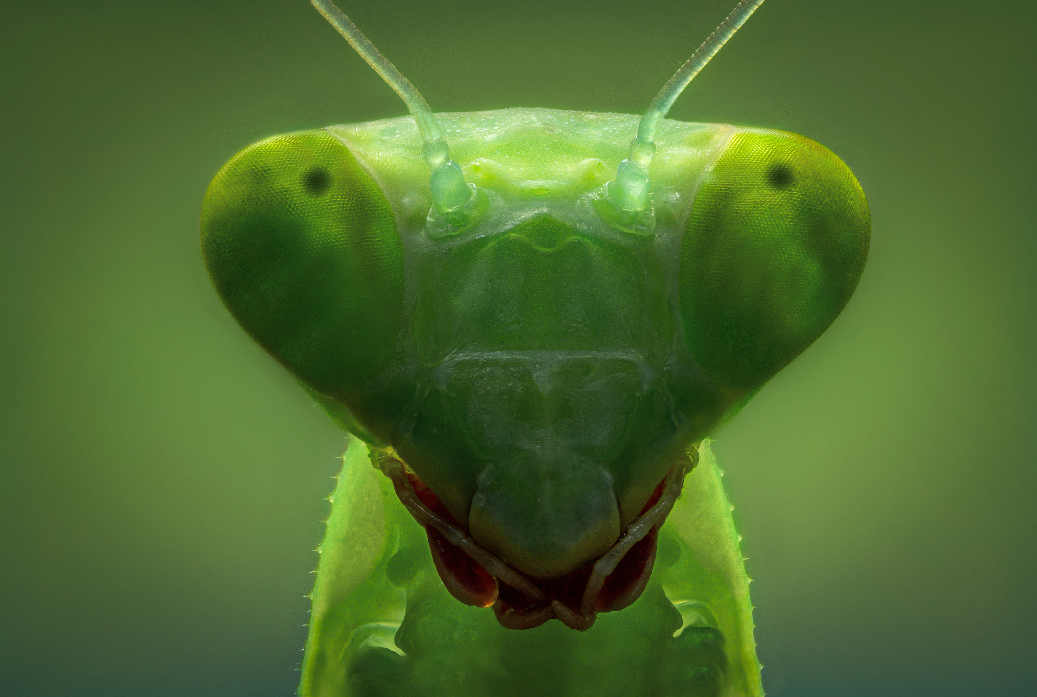 зелёный богомол насекомое цвет свет фон боке портрет макро фото природа, Еремеев Дмитрий