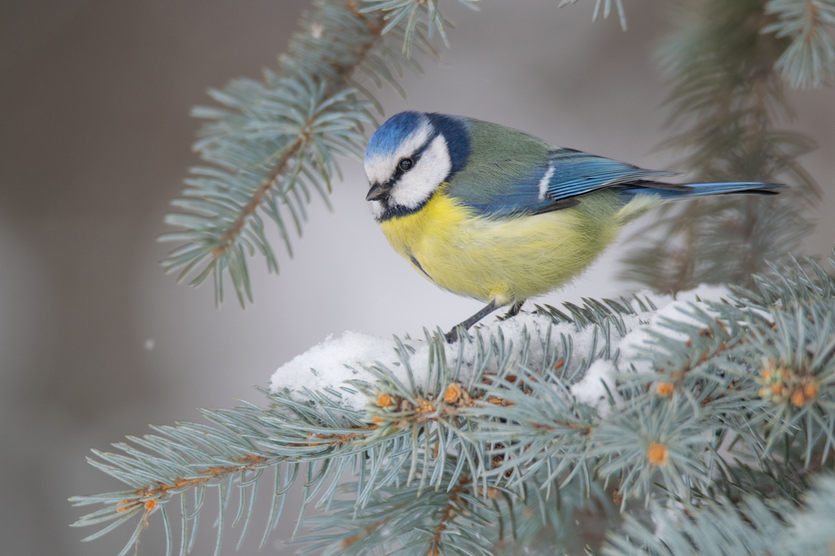 лазоревка ,cyanistes caeruleus,ставрополь, Денис Ветренко