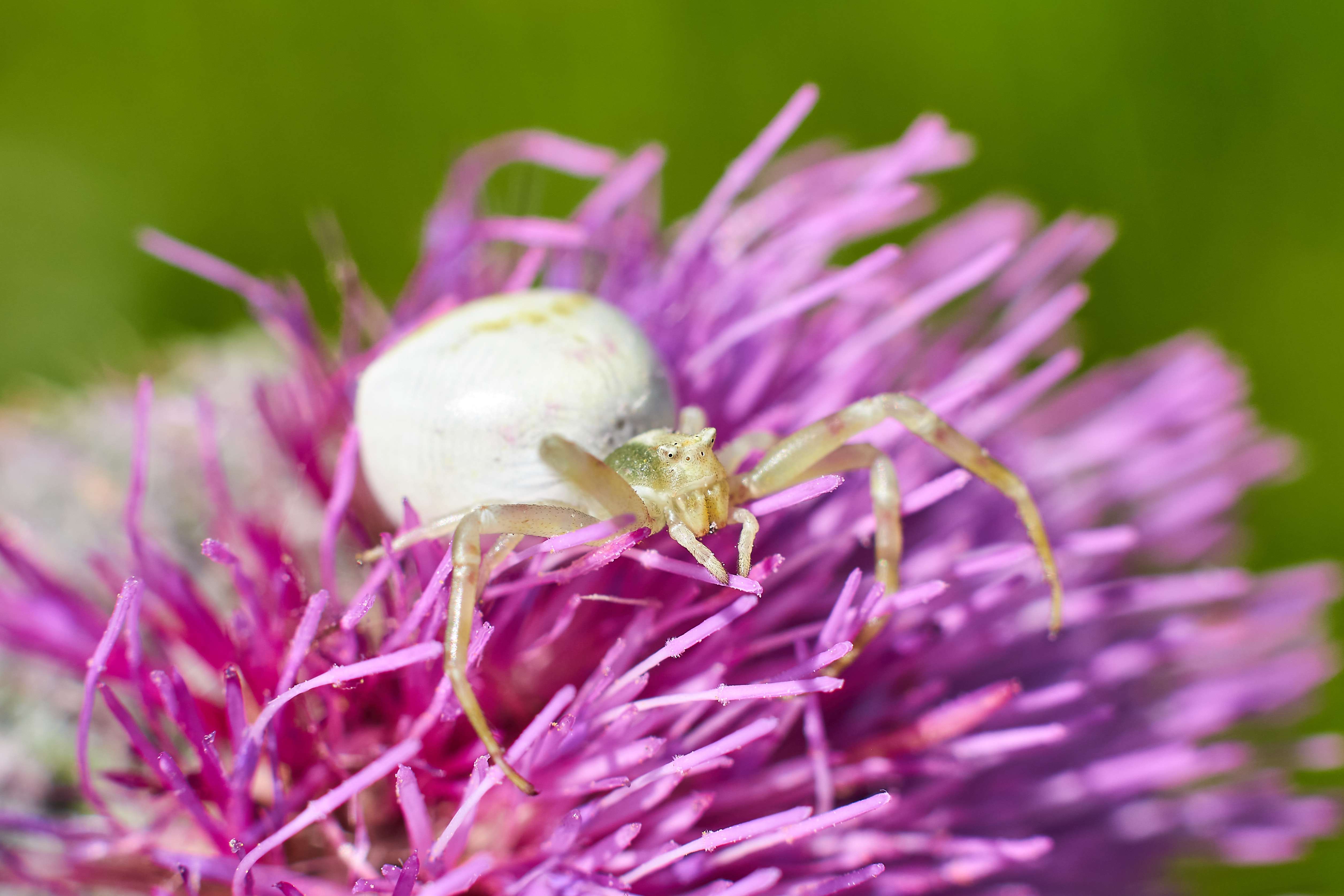 Thomisus onustus, spider, volgograd, russia, macro ,macro photo,, Сторчилов Павел