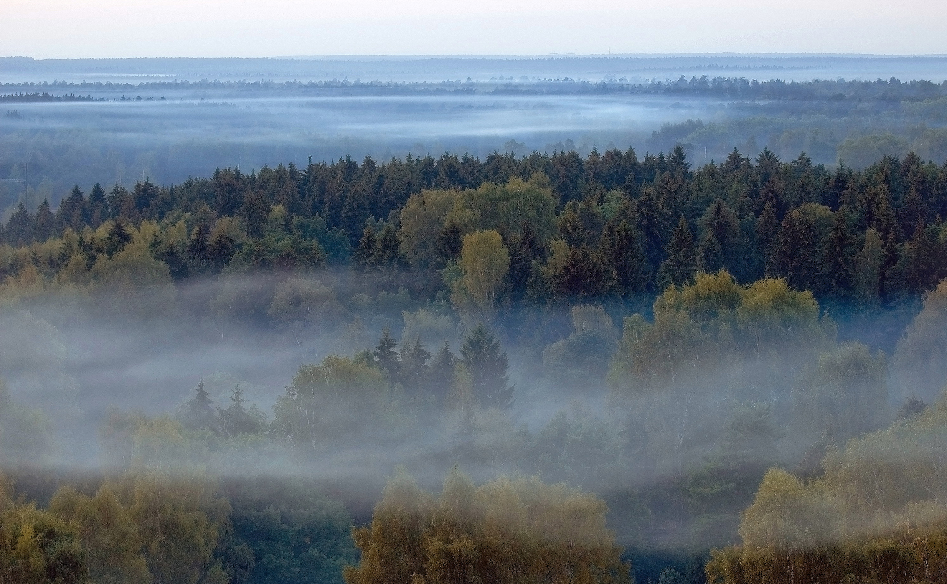 туман,леса, Сергей Аникин