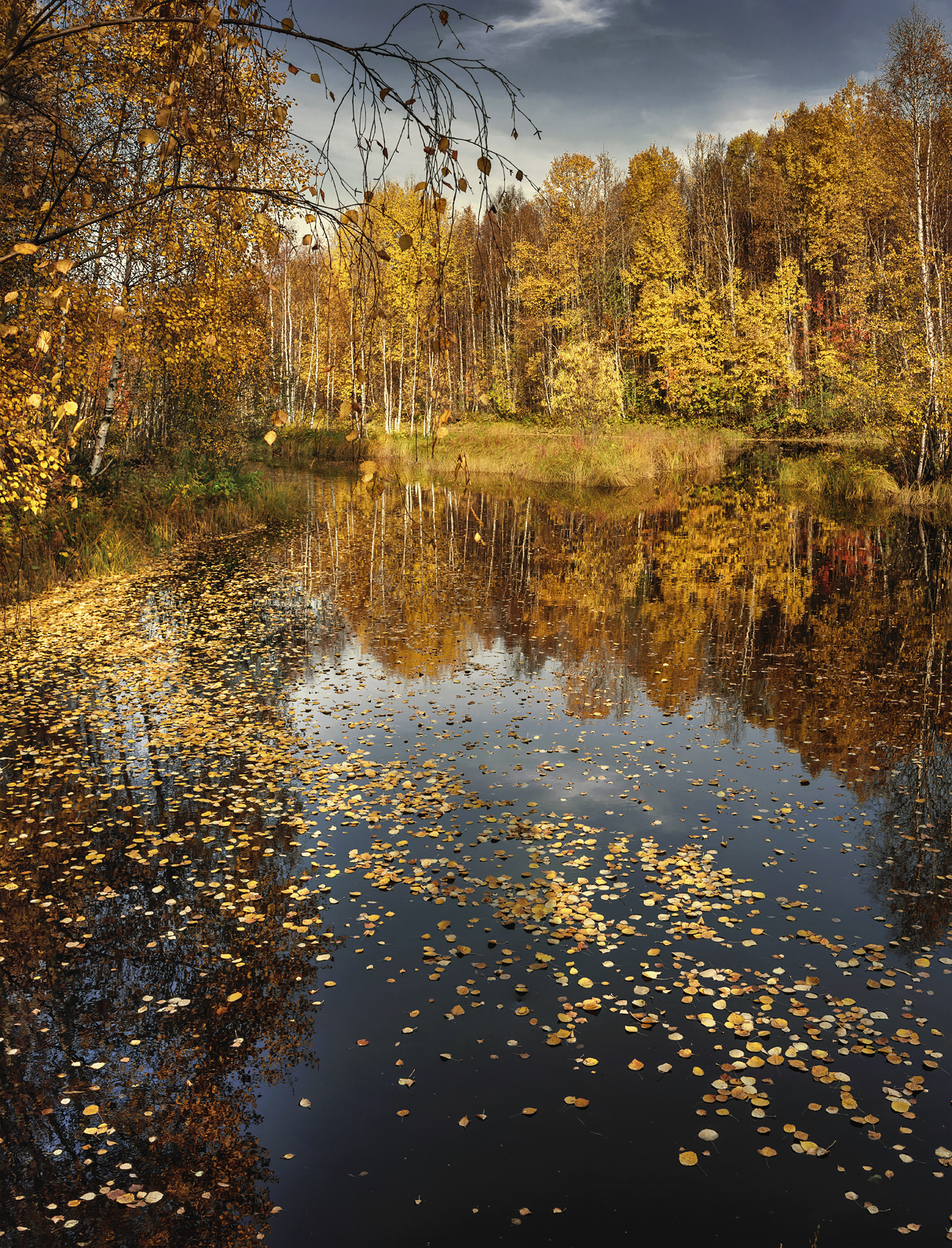 осень река лес берега деревья листья осенние вода, Вера Ра