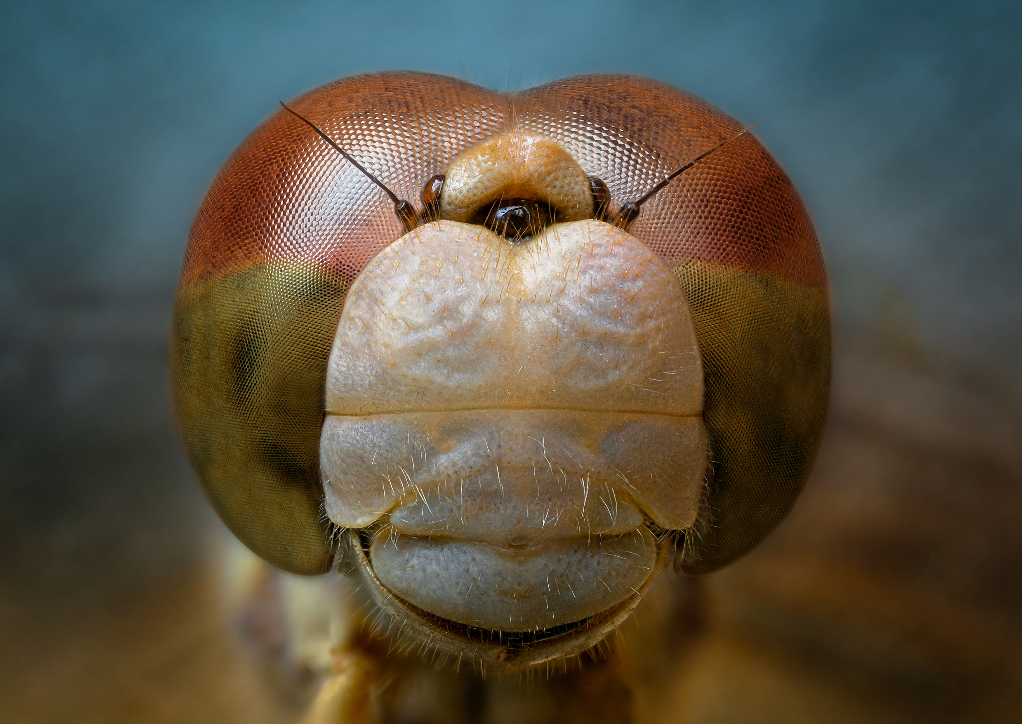 стрекоза насекомое глаза портрет природа фон боке макро фото, Еремеев Дмитрий