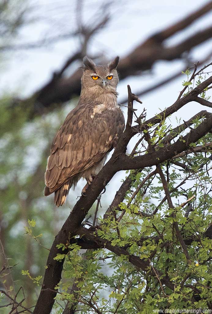 Dusky eagle owl, Dr Ajay Kumar Singh