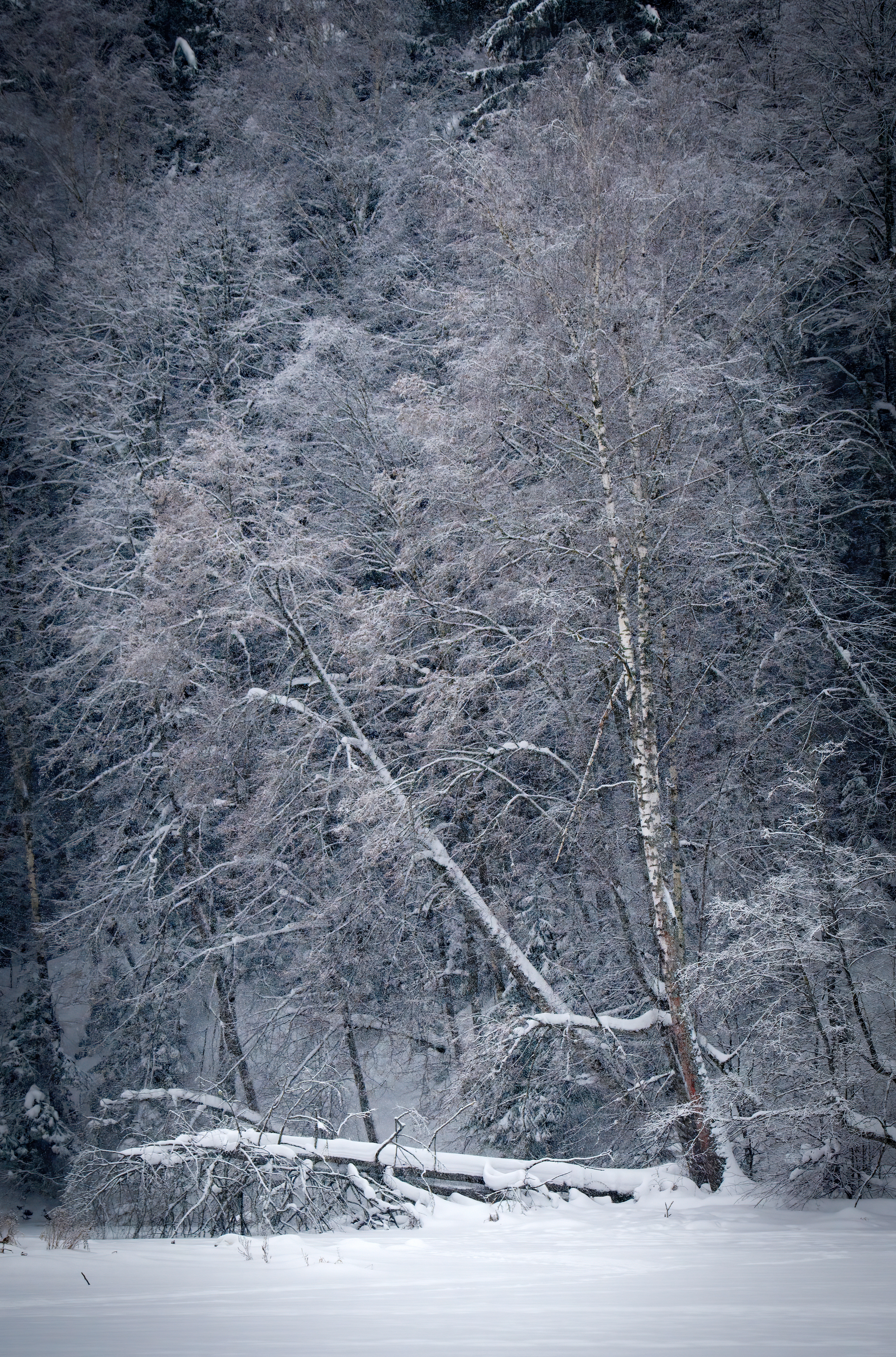 берёза, зима, лес, пейзаж, зимнийлес, winter, birch, snowfall , Михаил Ездаков