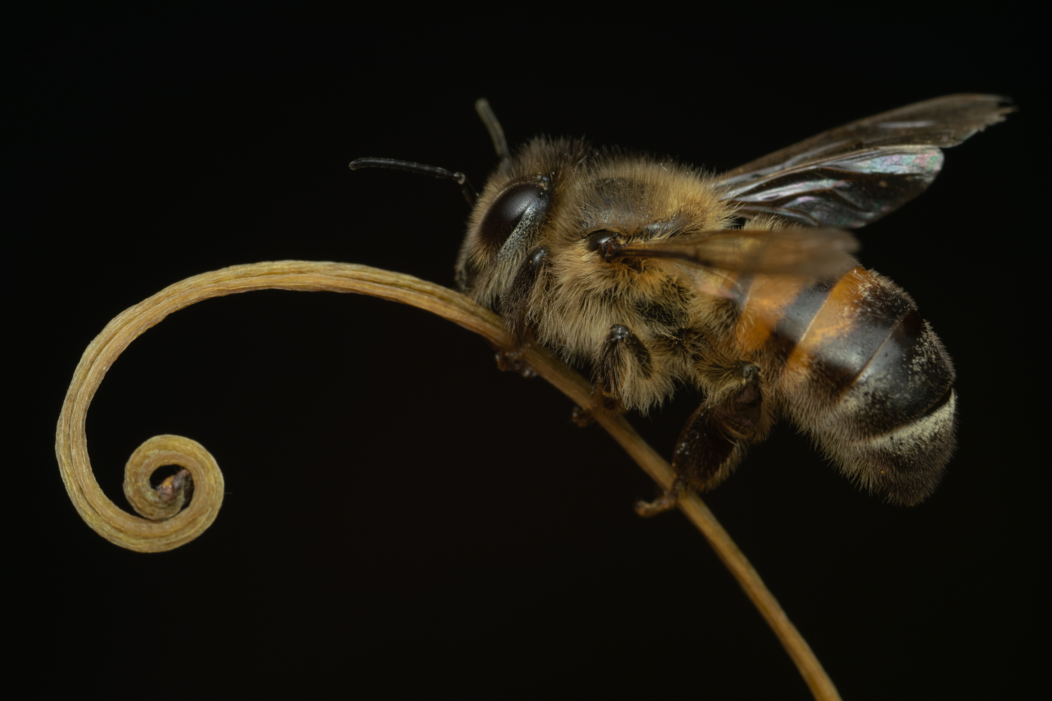 пчела,apis mellifera,вега 11у,макро,ставрополь, Денис Ветренко