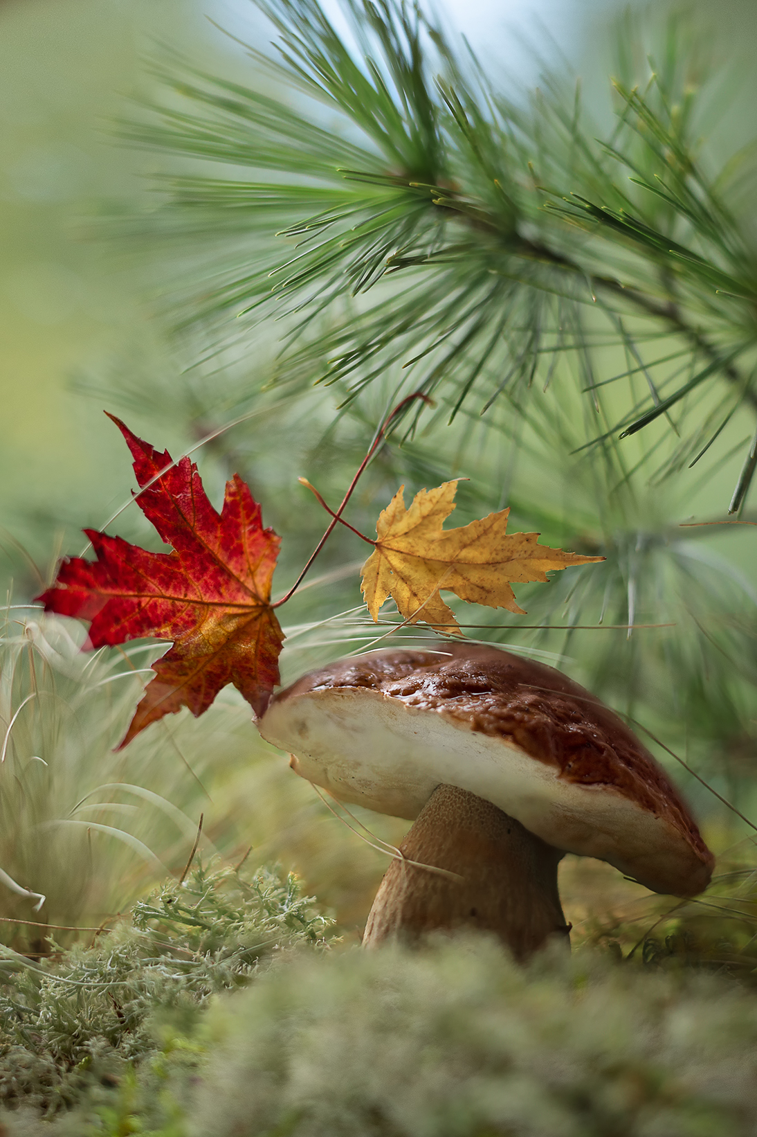 белый гриб,осень,лес, листья,дуэль,беларусь, ирина горюкина, ГОРЮКИНА ИРИНА