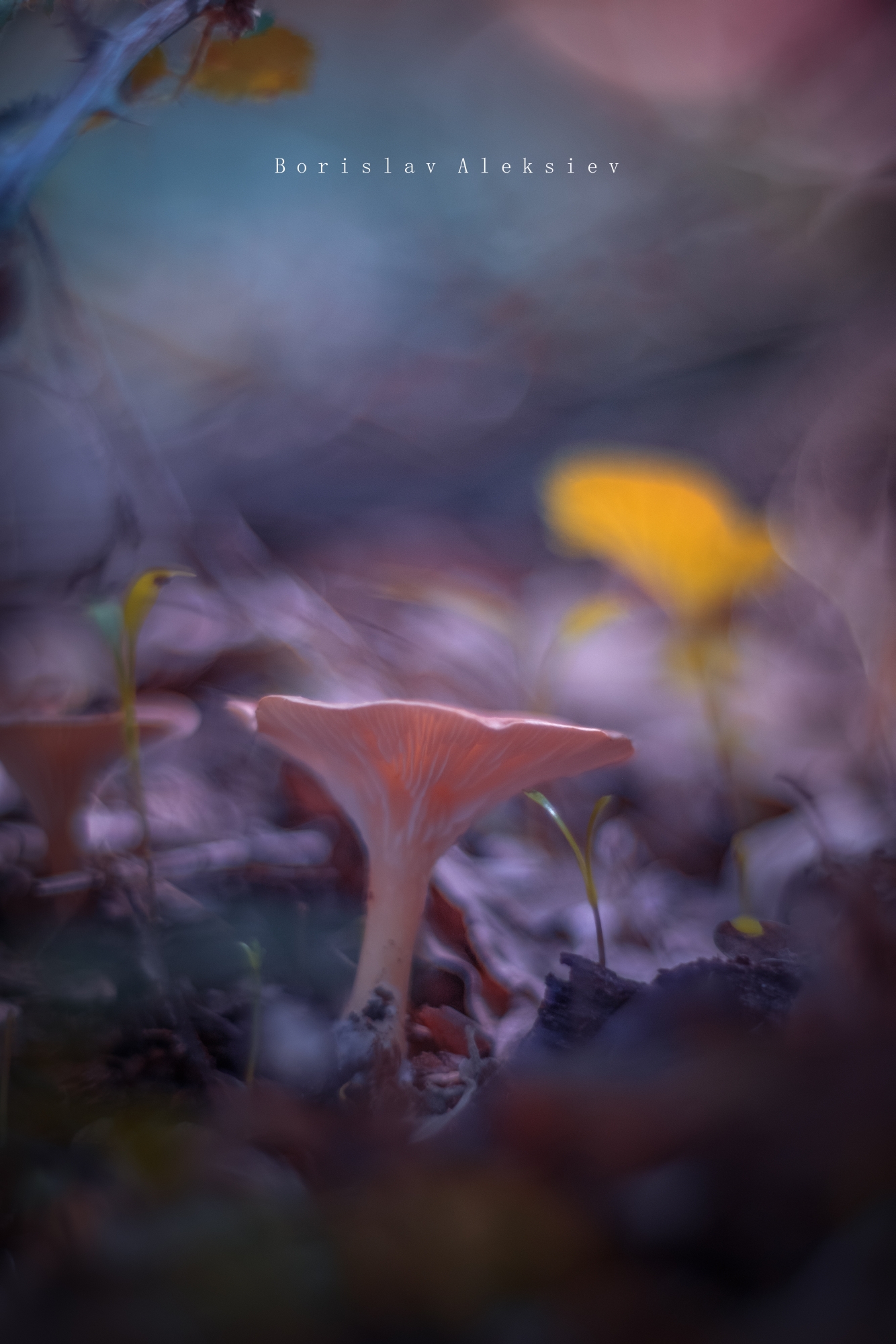mushroom,pink,blue,orange,light,bokeh,nature,, Борислав Алексиев