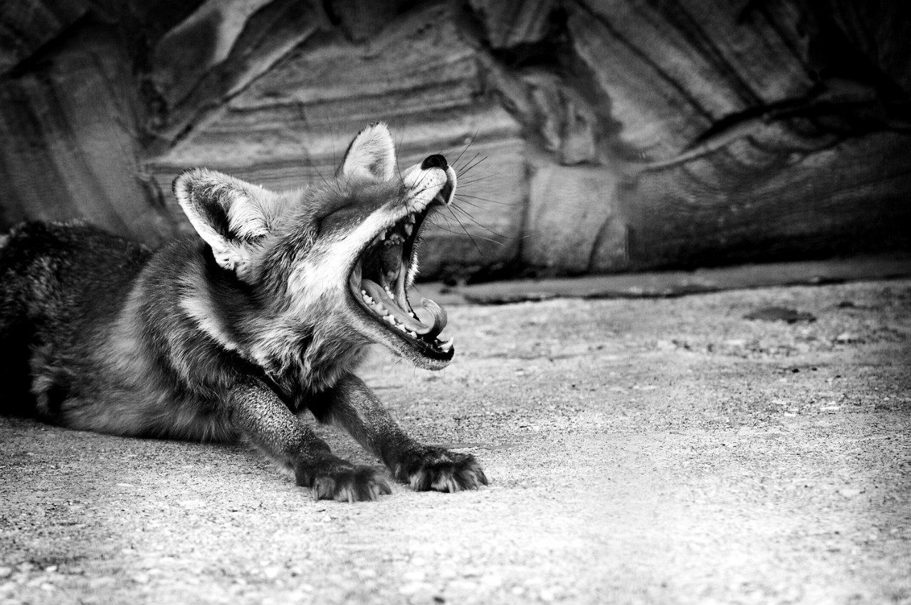 Animals, Black & white, Bw, Fox, Light, Nature, Nikon, Андрей Лободин