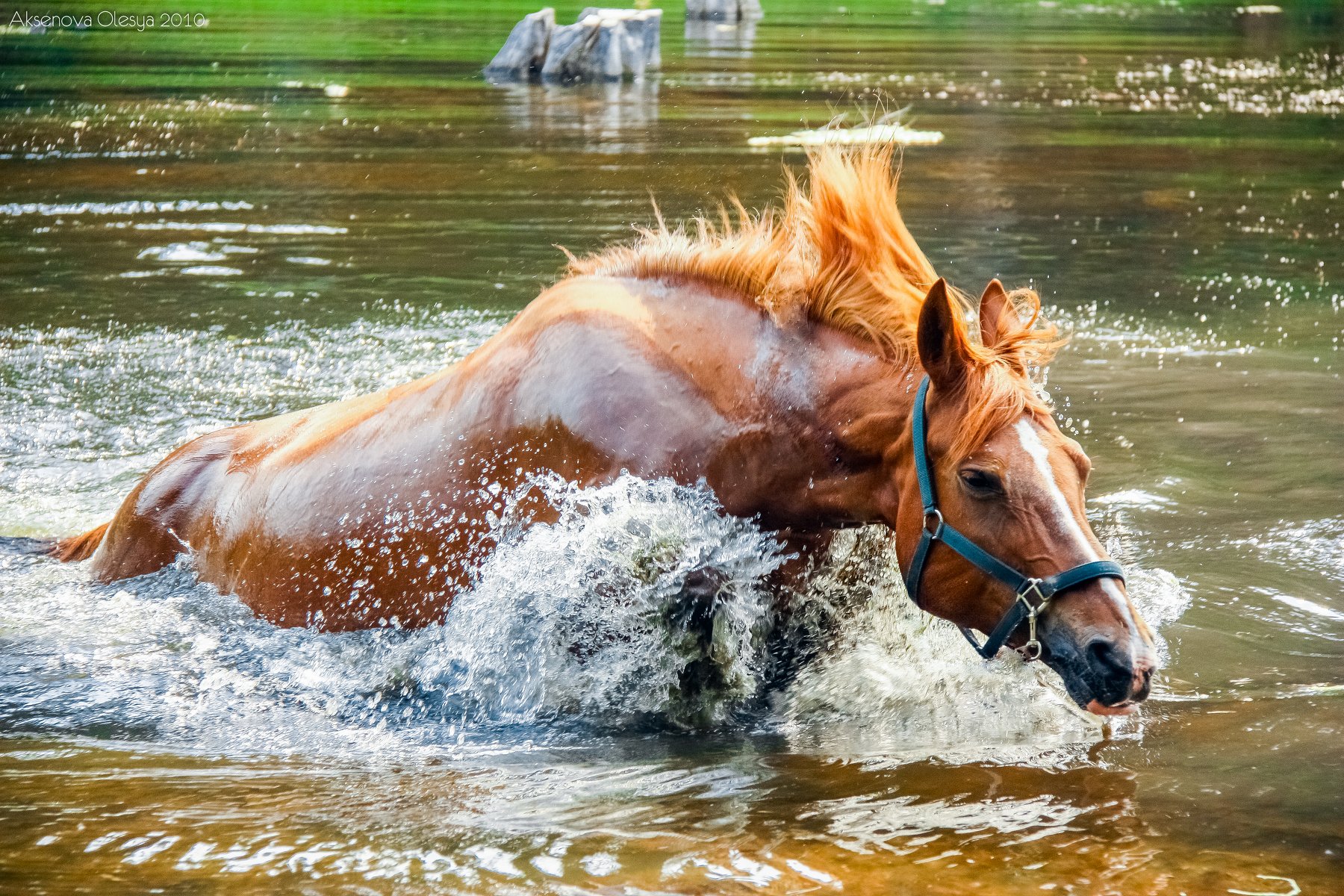 лошадь, галоп, вода, брызги, прыжок , Аксёнова Олеся