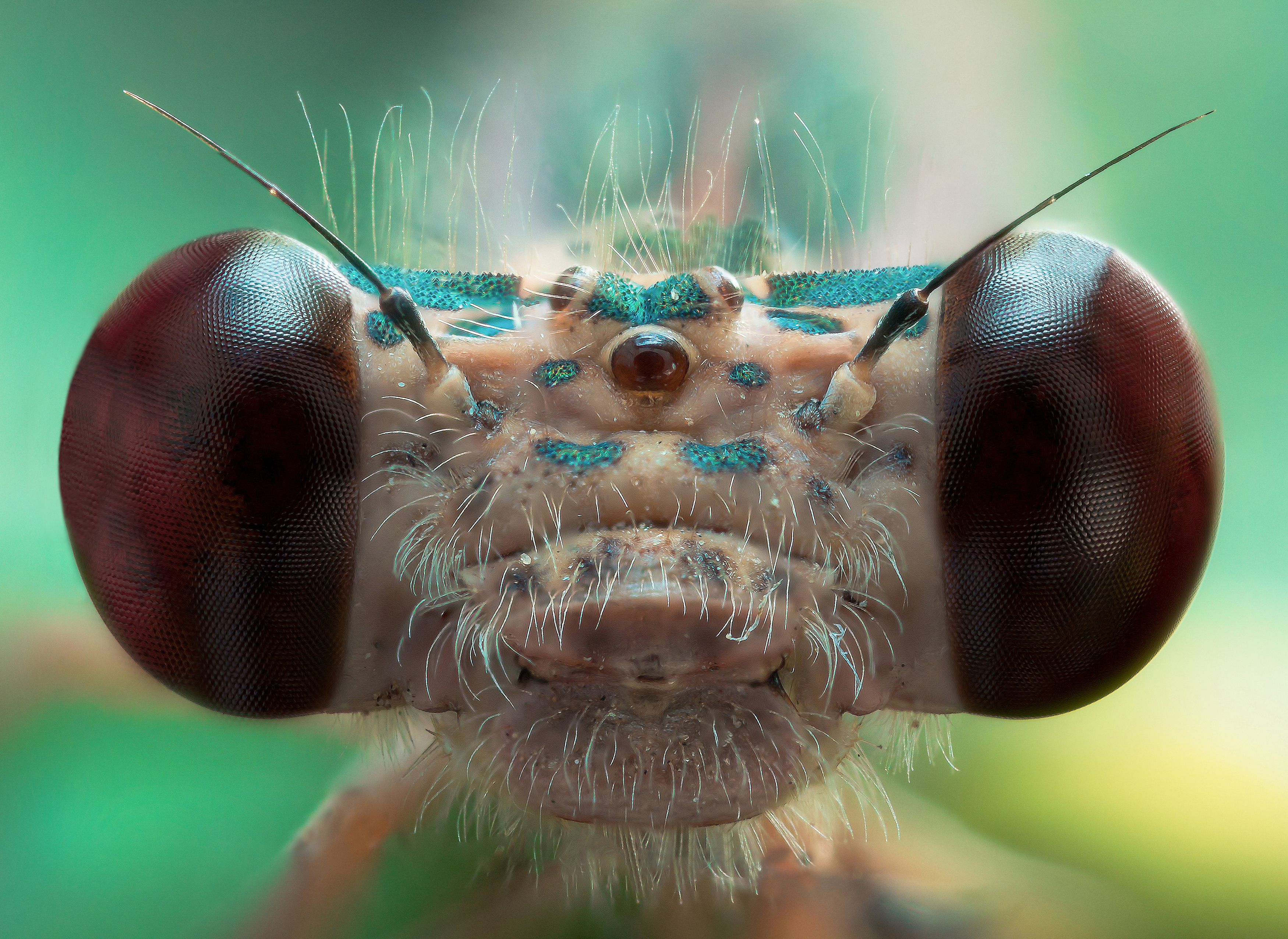 стрекоза насекомое глаза взгляд природа фон боке макро фотография, Еремеев Дмитрий