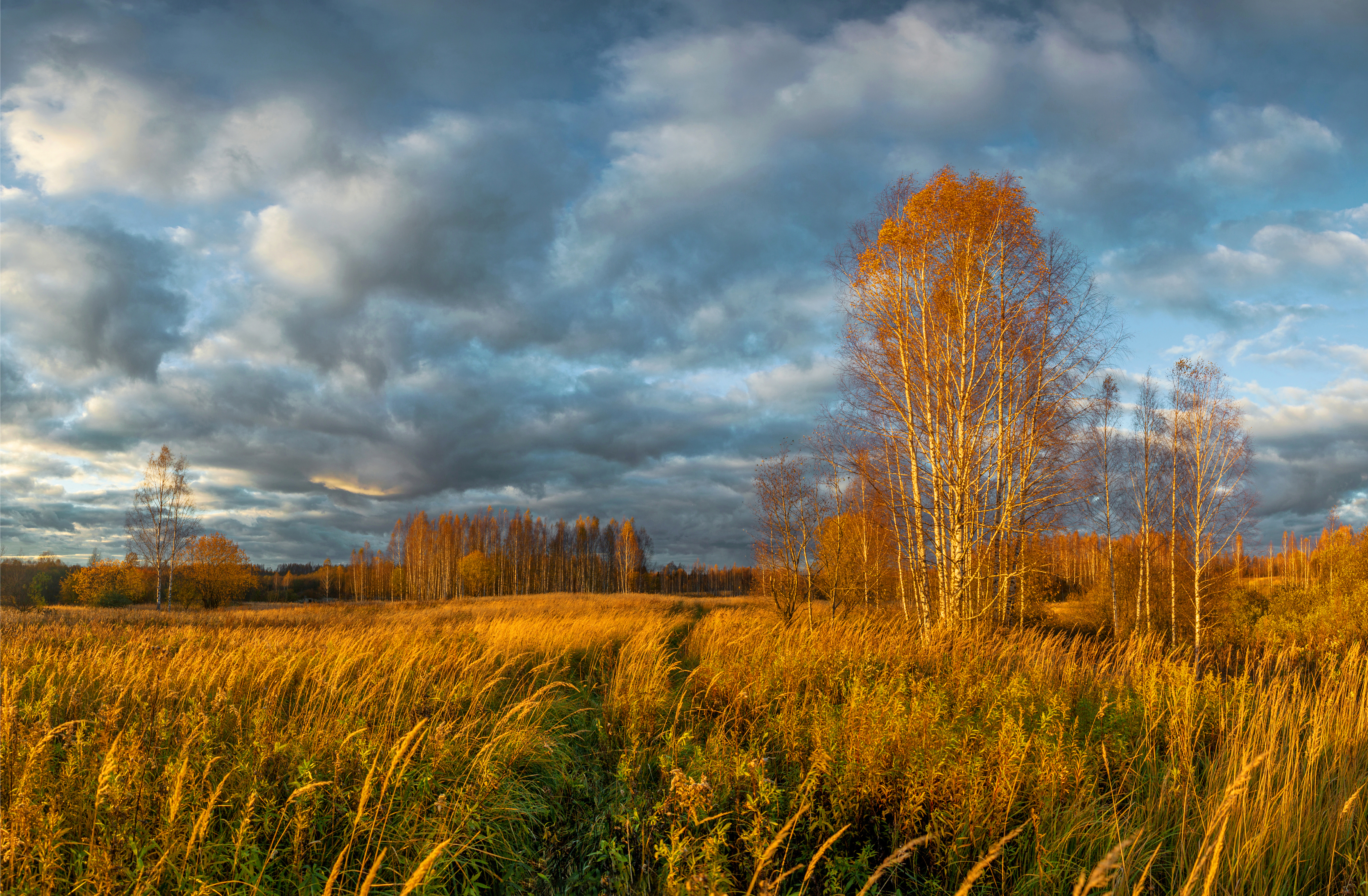 поле, лес , октябрь, Александр Свистков