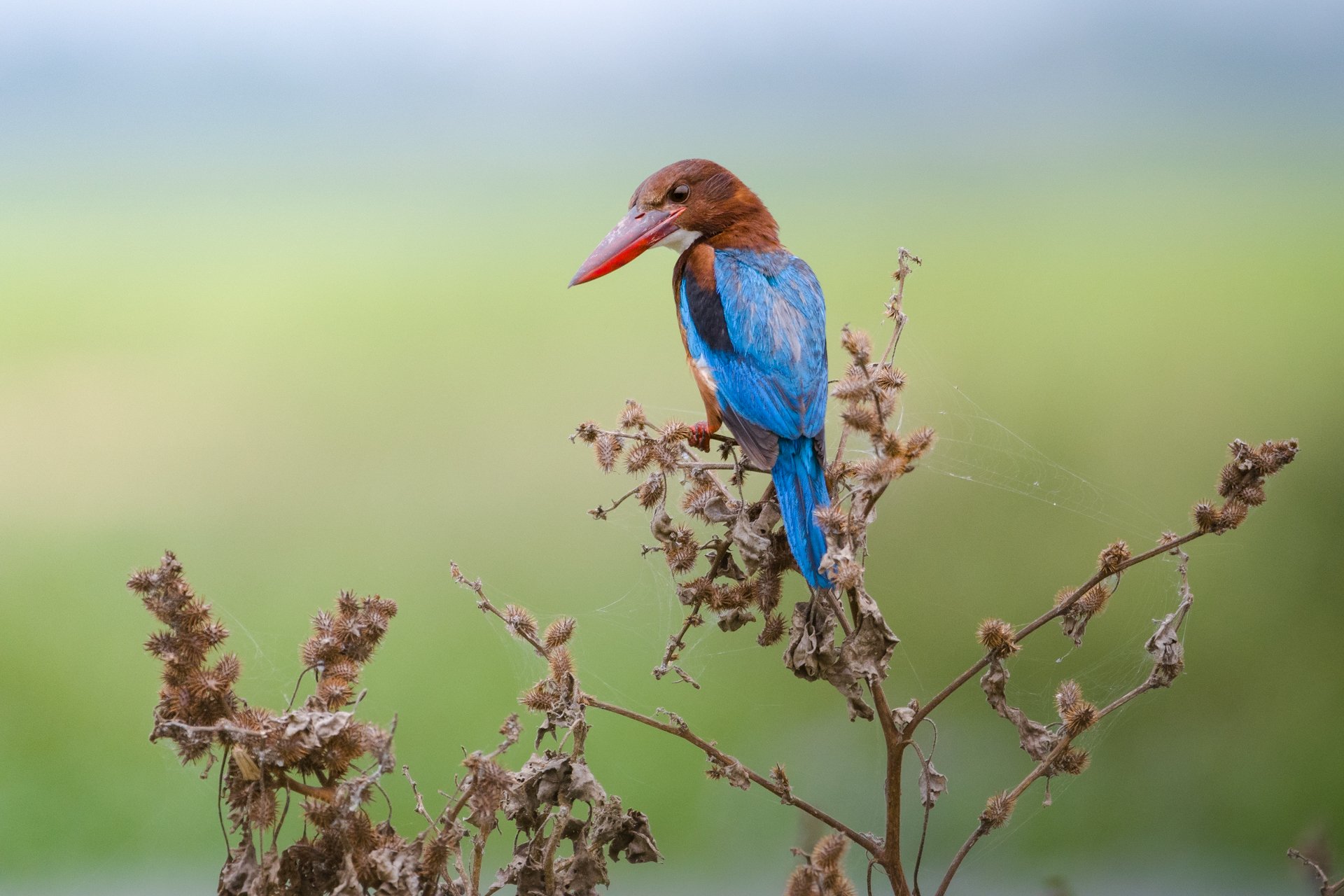 wildlife nature srilanka bird jazif,  Ahamed Jazif