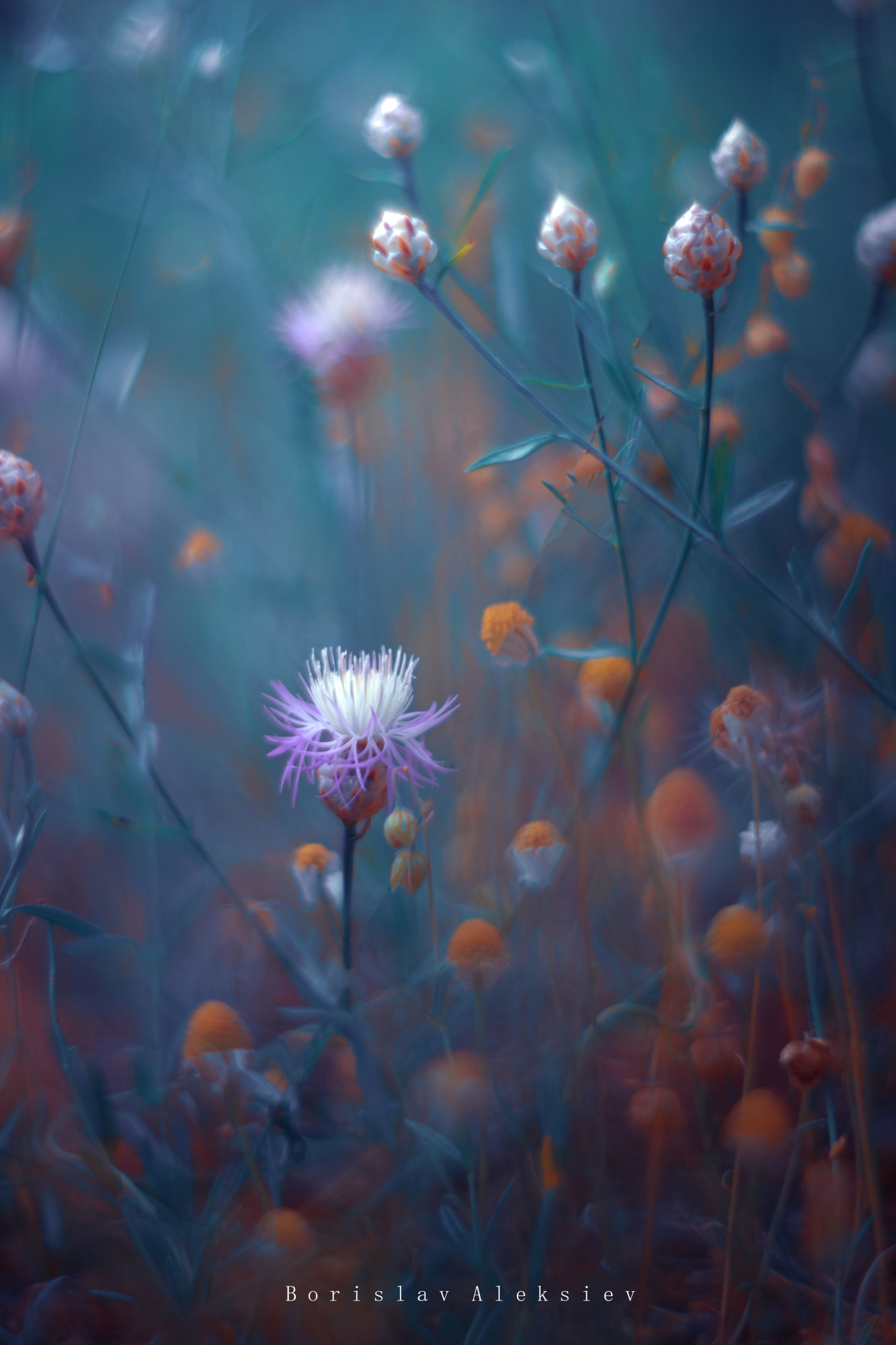 flowers,purple,blue,orange,orange,light,bokeh,nature,, Борислав Алексиев
