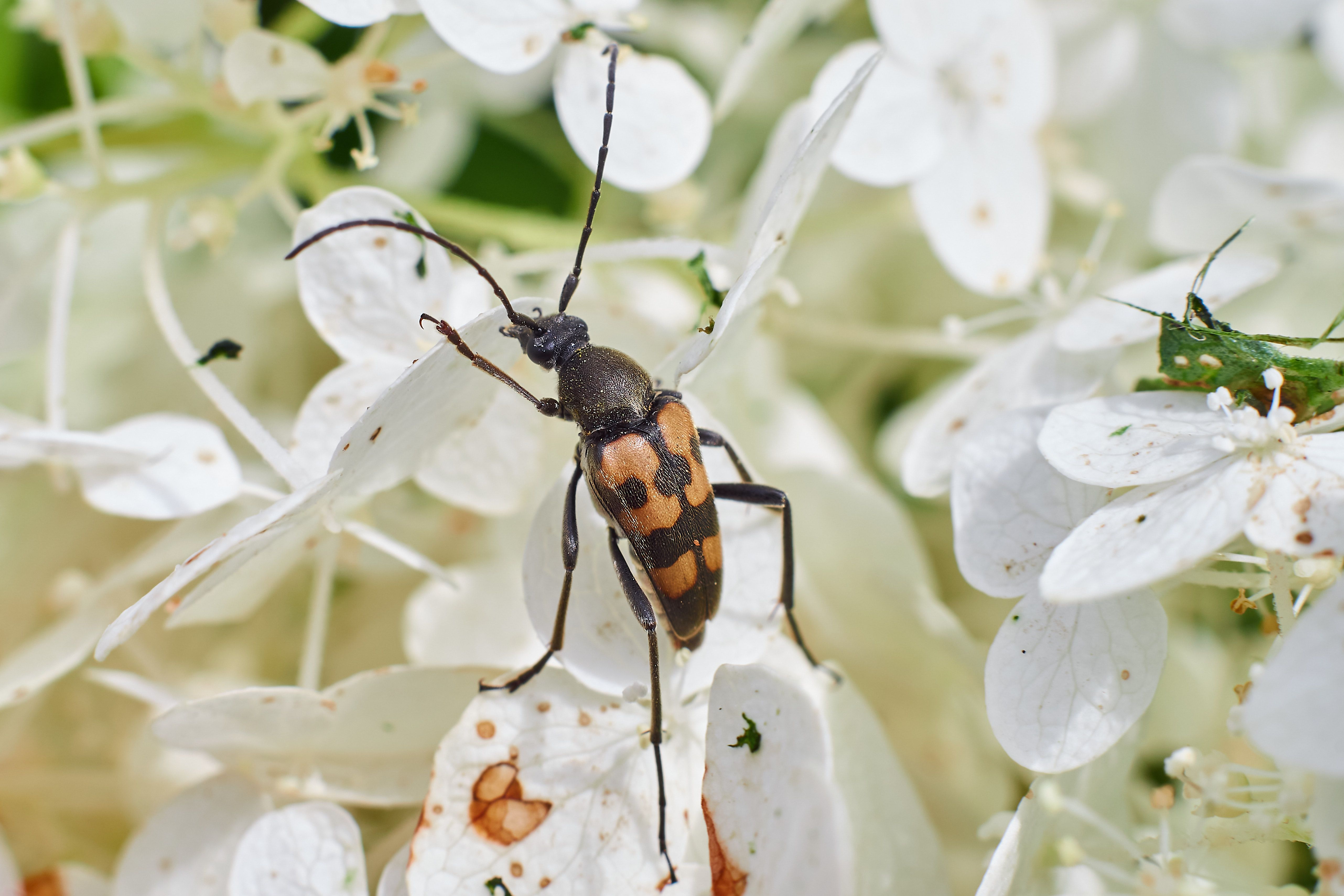 macro, macro photo,, Сторчилов Павел