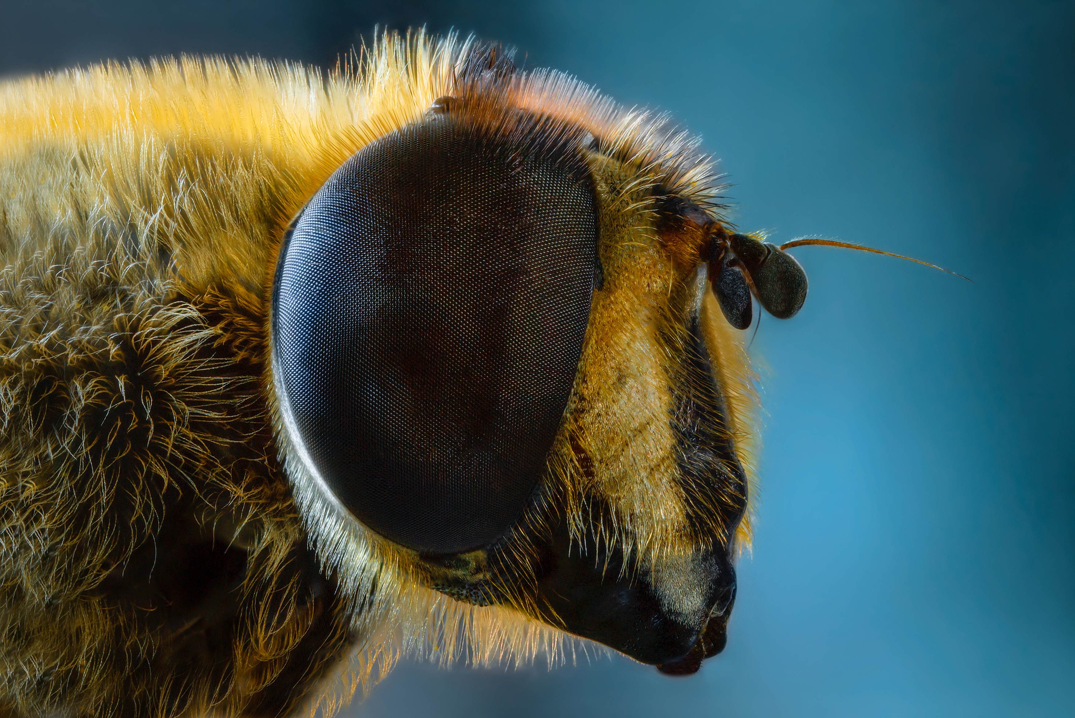 муха насекомое портрет глаза природа фон боке макро фото, Еремеев Дмитрий