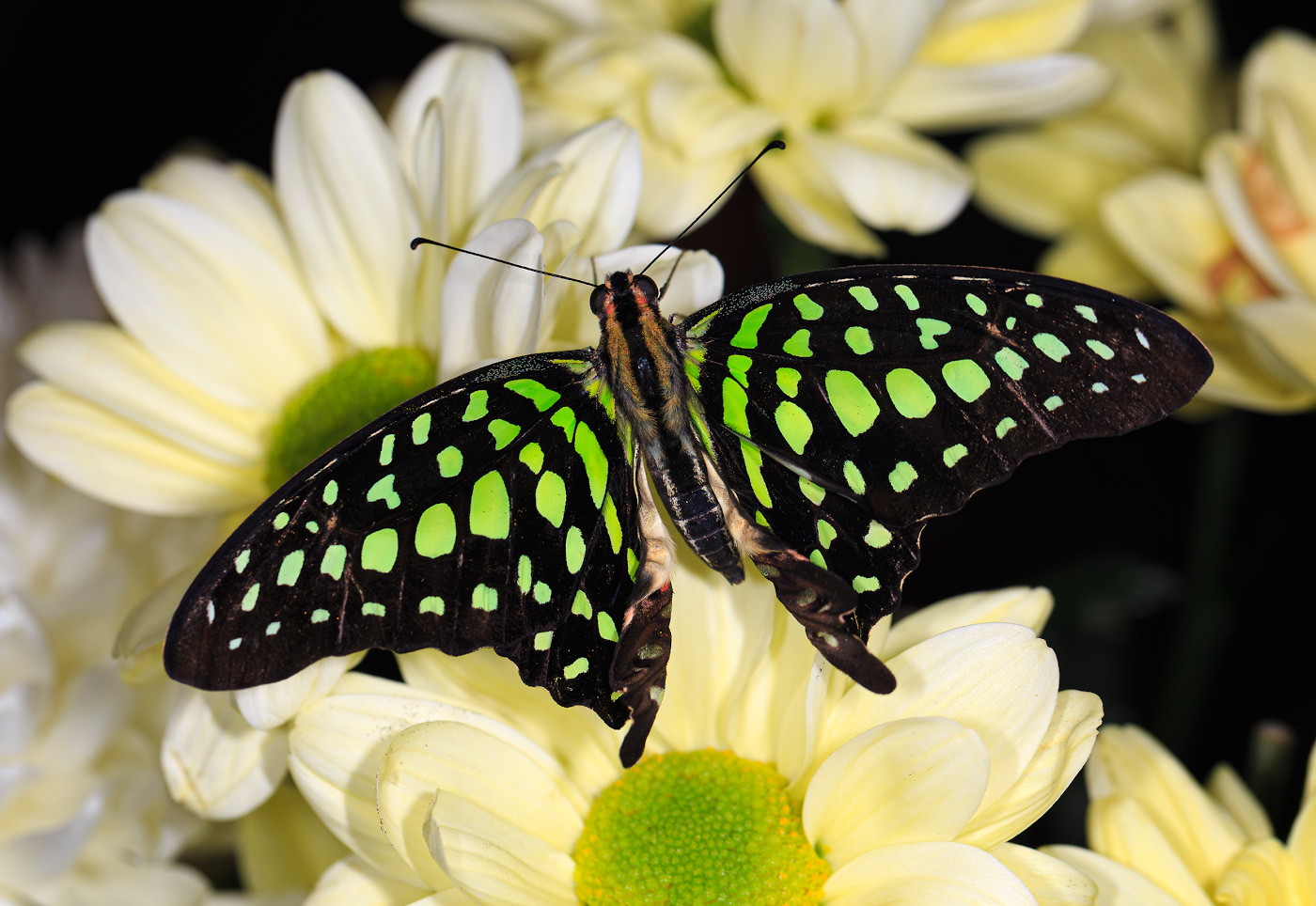 насекомые, бабочка, парусник, тропическая, зелёный, треугольник, Борис Новиков