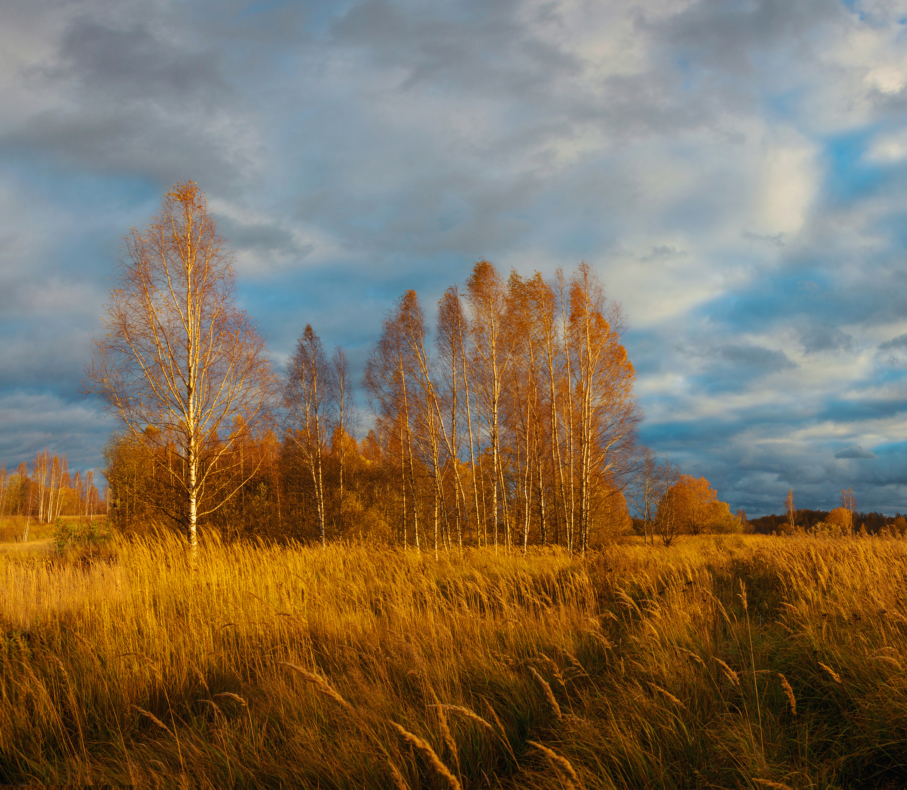 осень, поле, лес, Александр Свистков