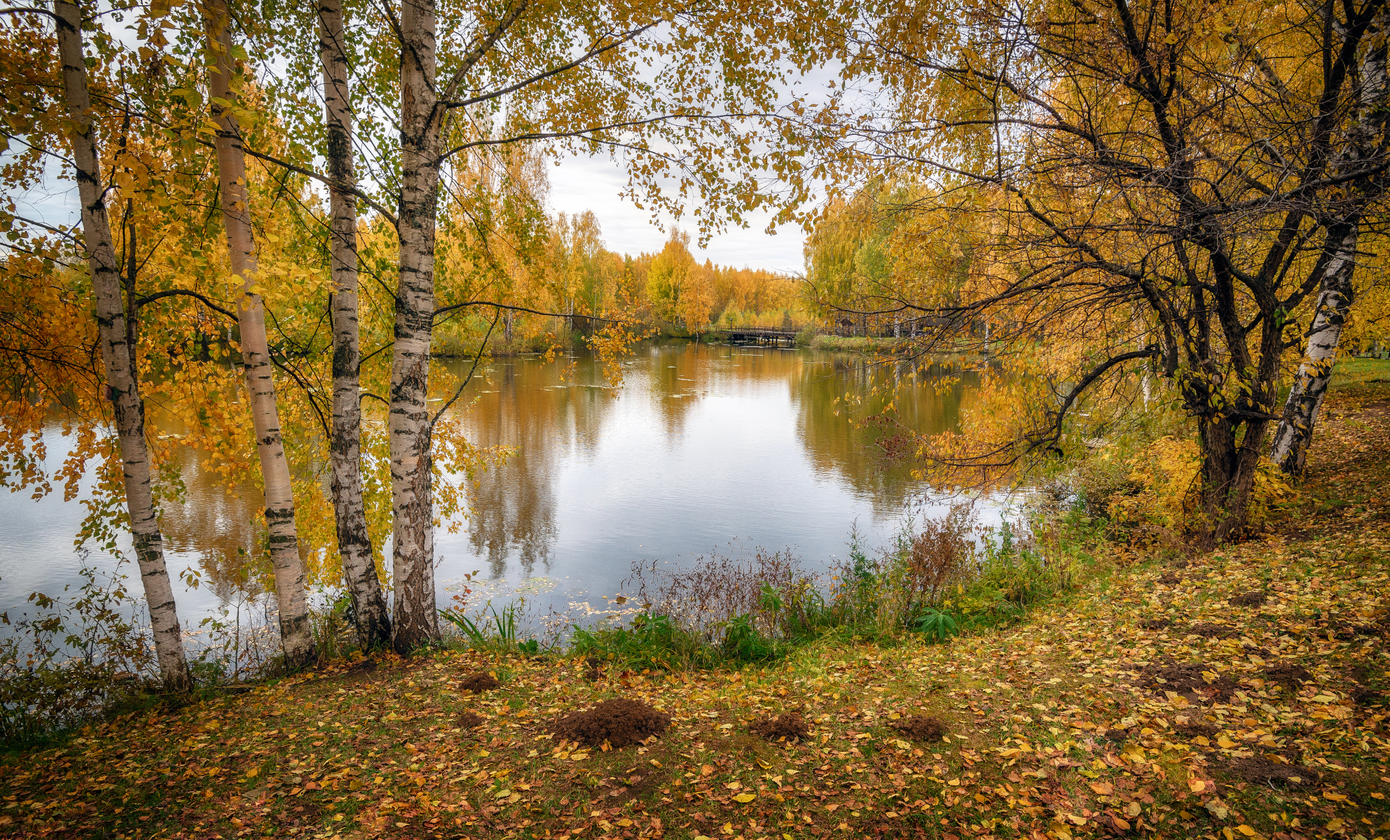 река, осень, листья, берёзы, октябрь, Сергей Аникин