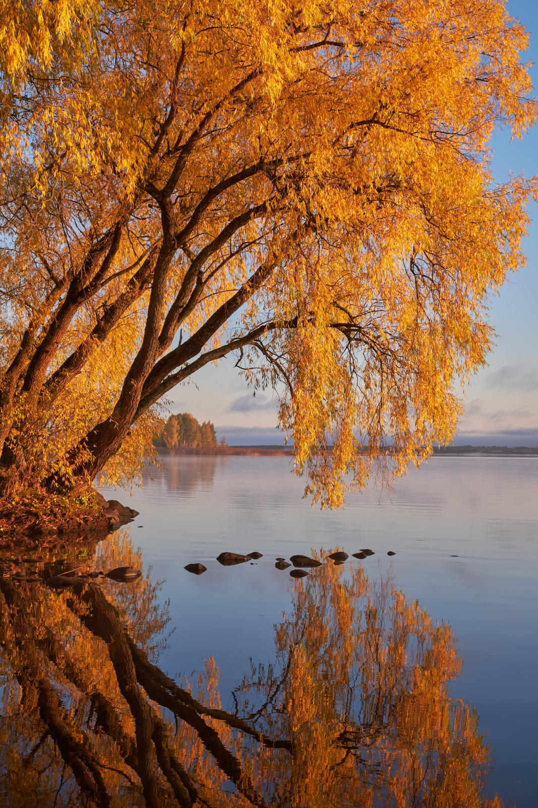 осень,золотая осень,осенние деревья,селигер,озеро,берег,пейзаж, Горшков Игорь