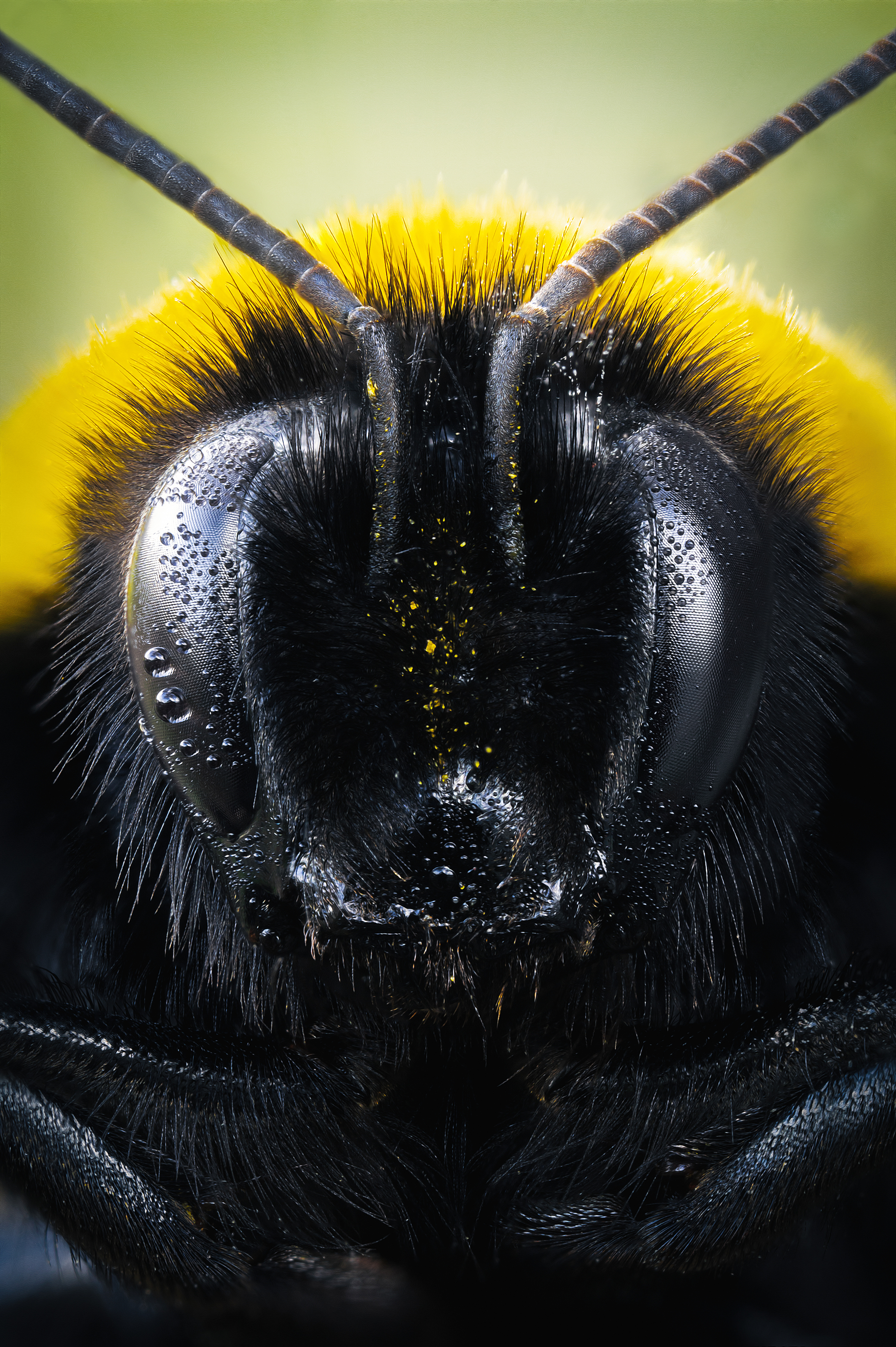 шмель насекомое природа глаза фон боке макро фотография, Еремеев Дмитрий