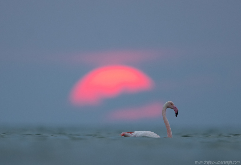 Greater flamingos sunrise, Dr Ajay Kumar Singh