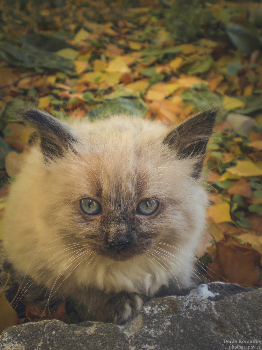 #cat #kitten #autumn, Denis Romanov