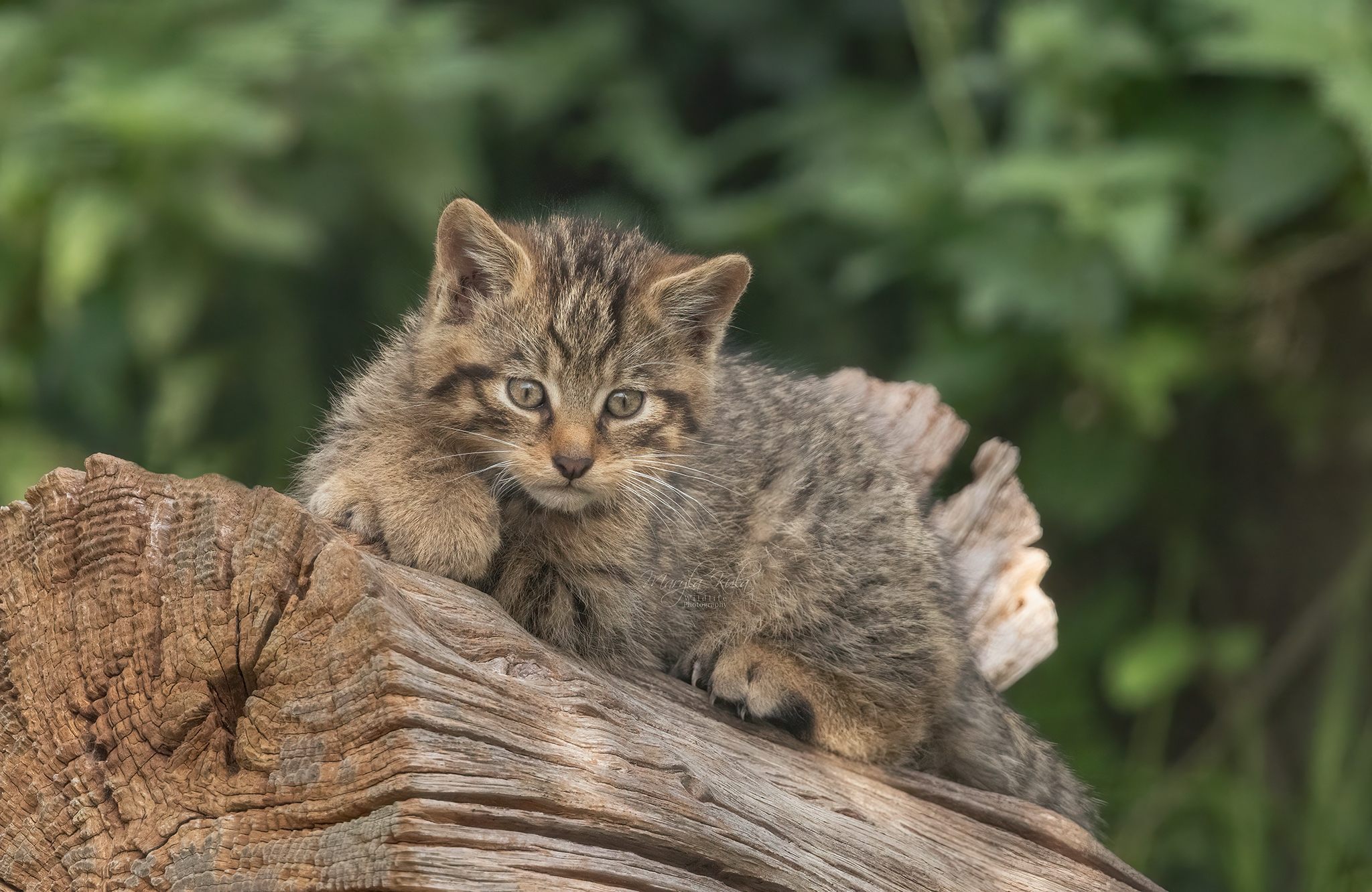 scottish wildcat, wildcat, animals, kittens, wildlife, nature, canon, MARIA KULA