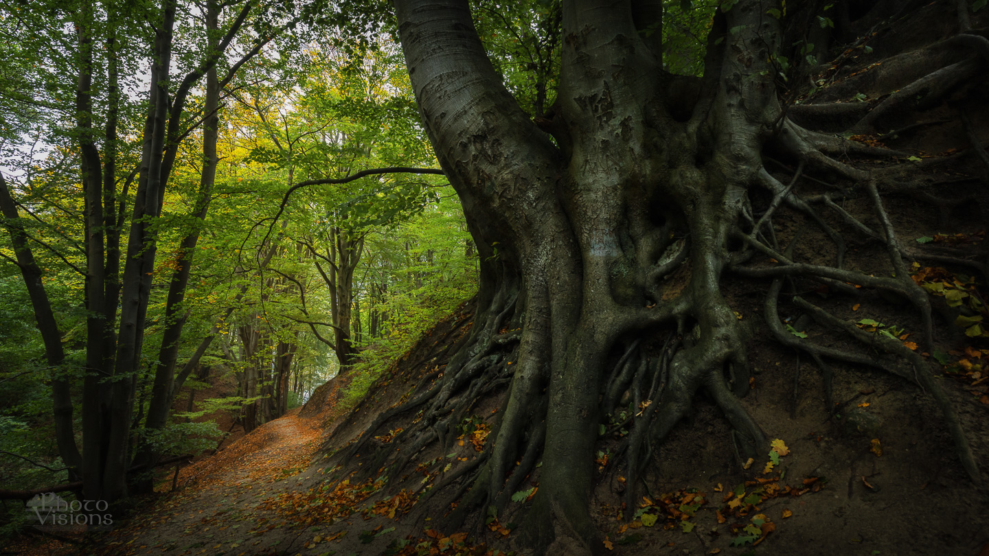 forest,beech,tree,nature,trees,woodland,woods,baltic beech forest,, Photo Visions