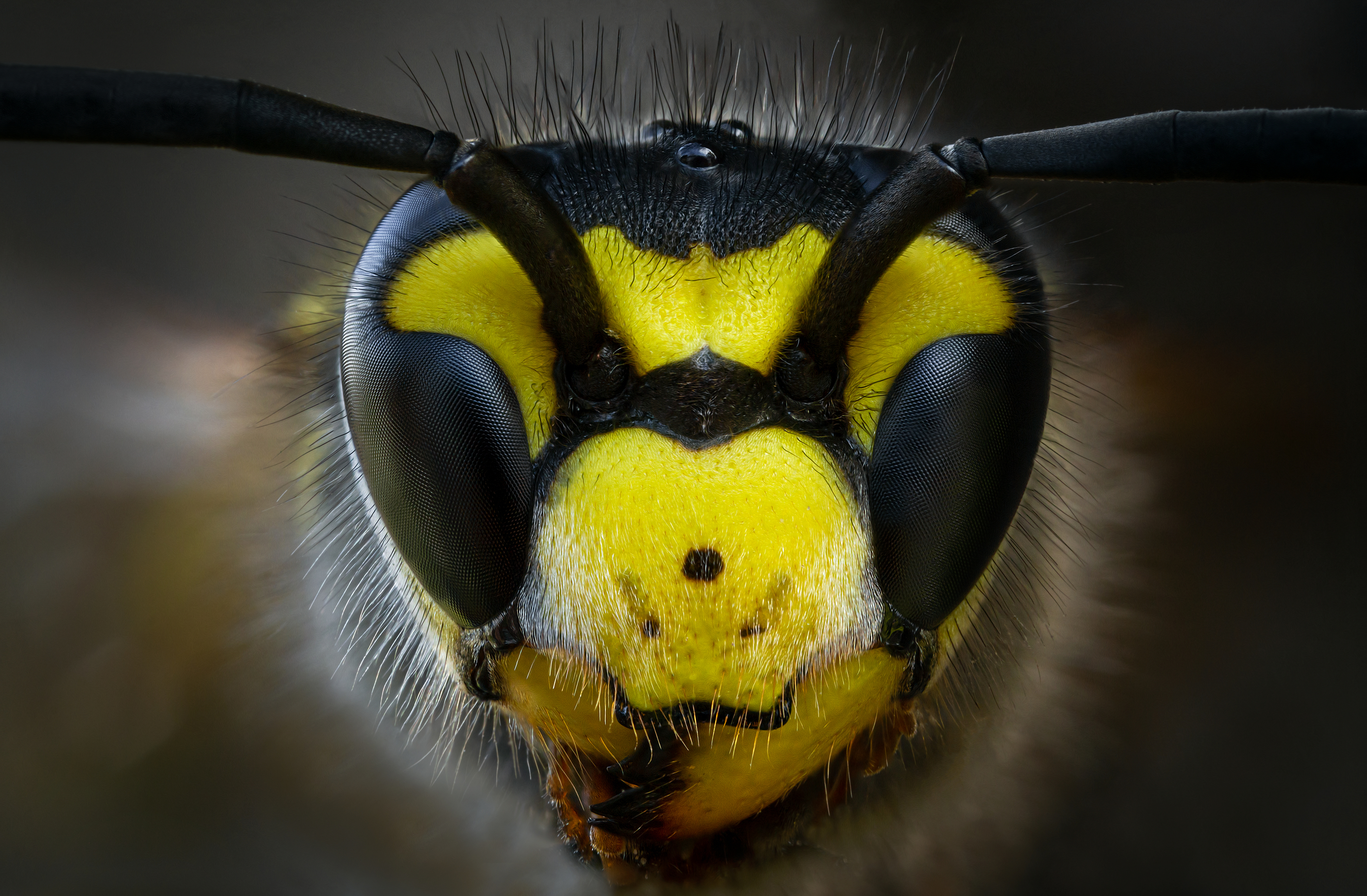 оса насекомое портрет природа макро фотография, Еремеев Дмитрий