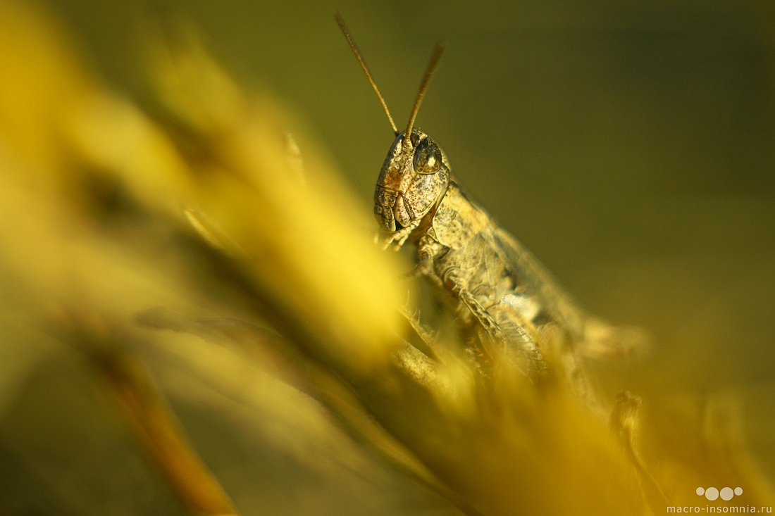 Close-up, Macro-insomnia, Желтый, Кривошеев кирилл, Кузнечик, Макро, Насекомые, Саранча, Утро, Кирилл Кривошеев