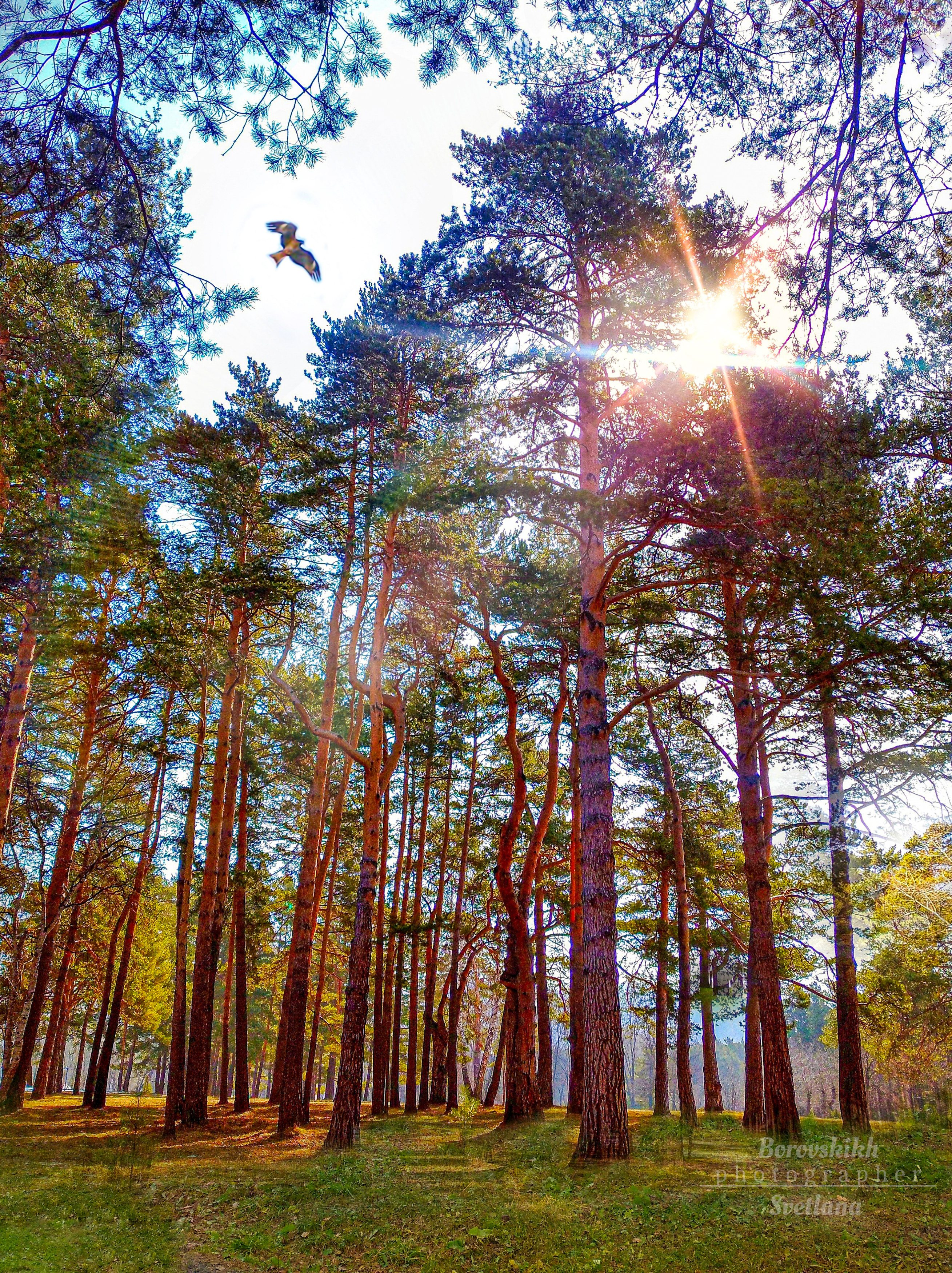 пейзаж, природа, сосновый бор, осень, коршун, солнце, утро, Светлана Боровских