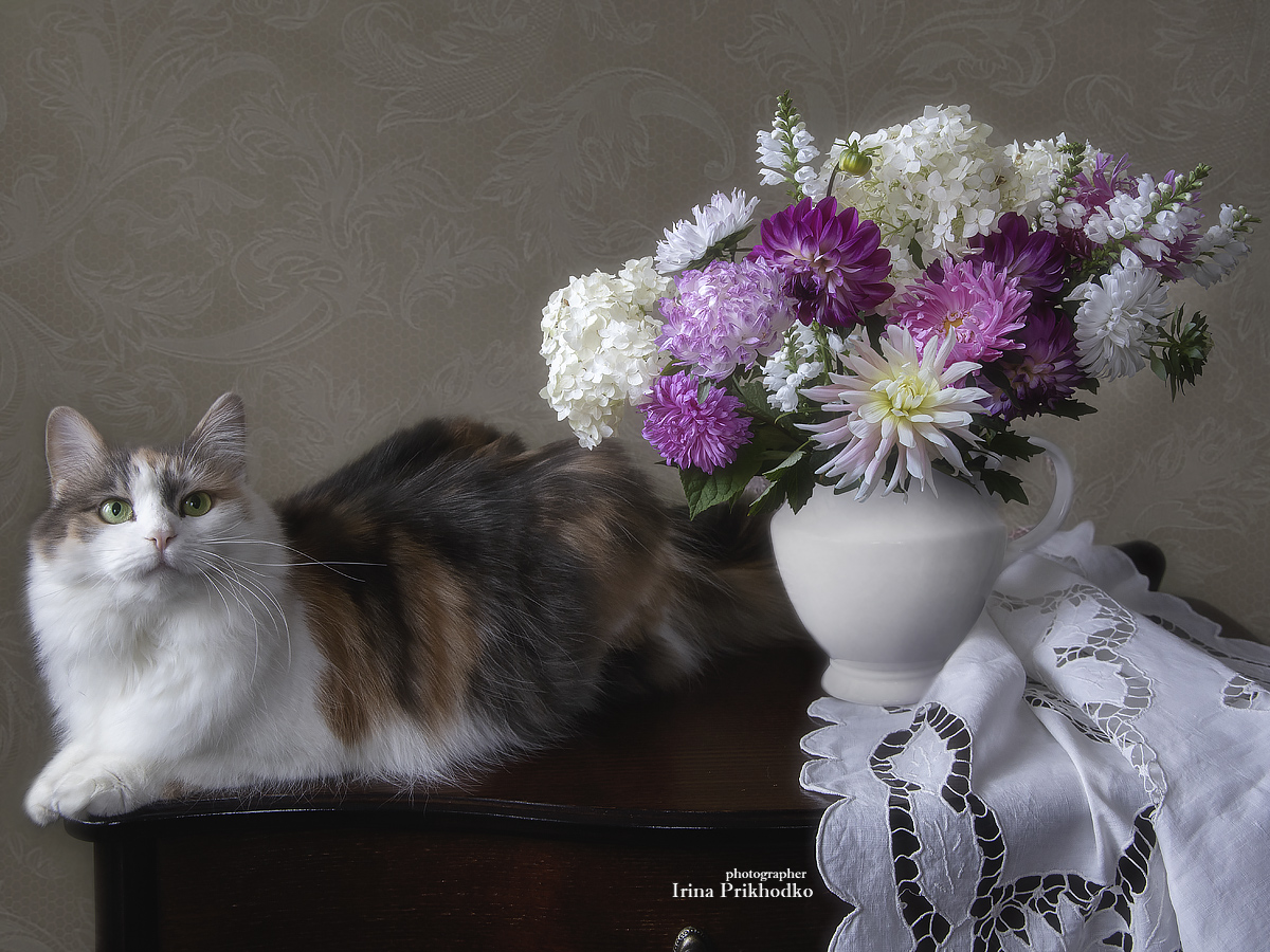 кошка, домашние питомцы, букеты, цветы, Приходько Ирина