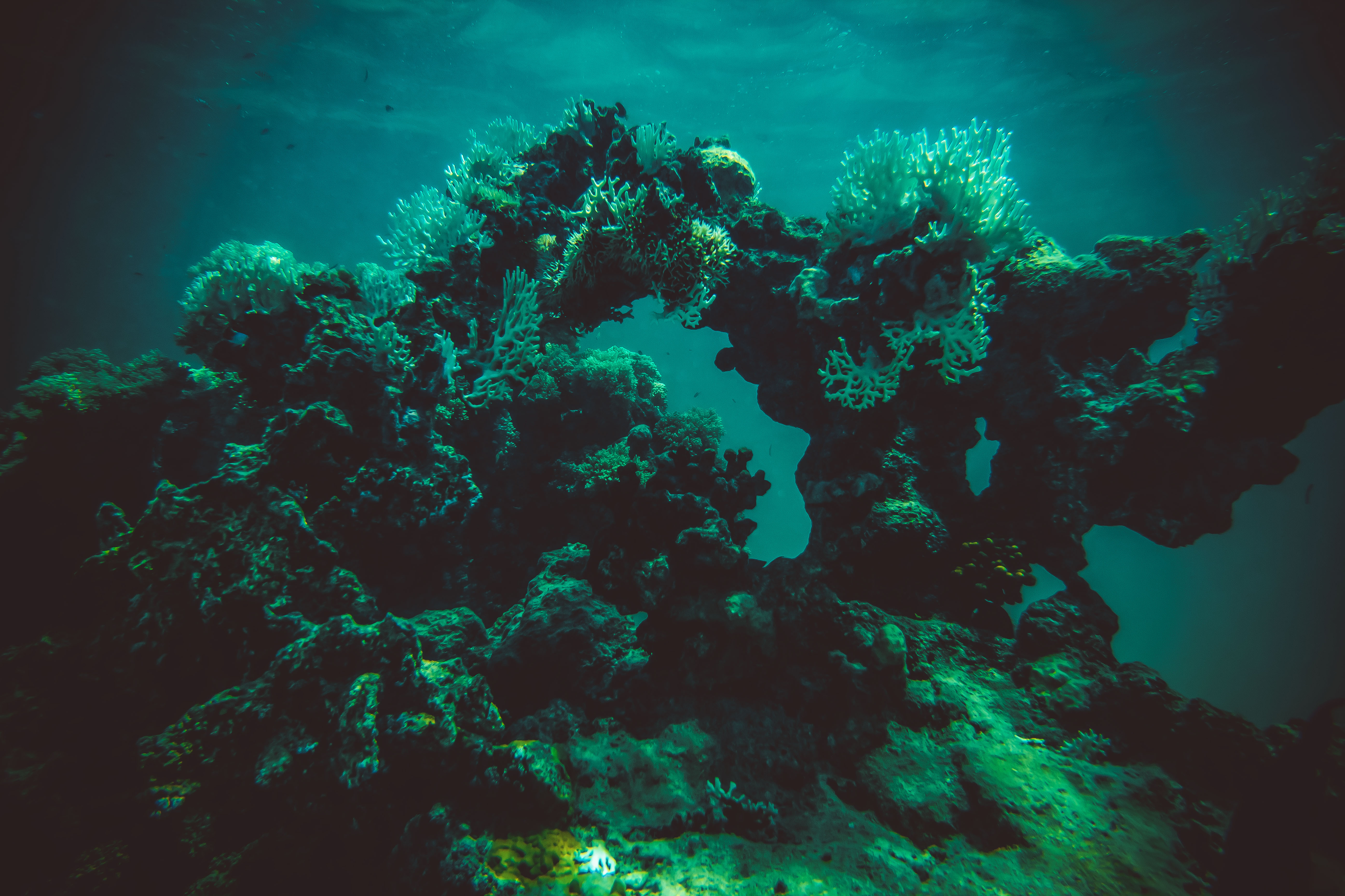 красное море, подводное фото, египет, марса алам, кораллы, Владимир Михайлов